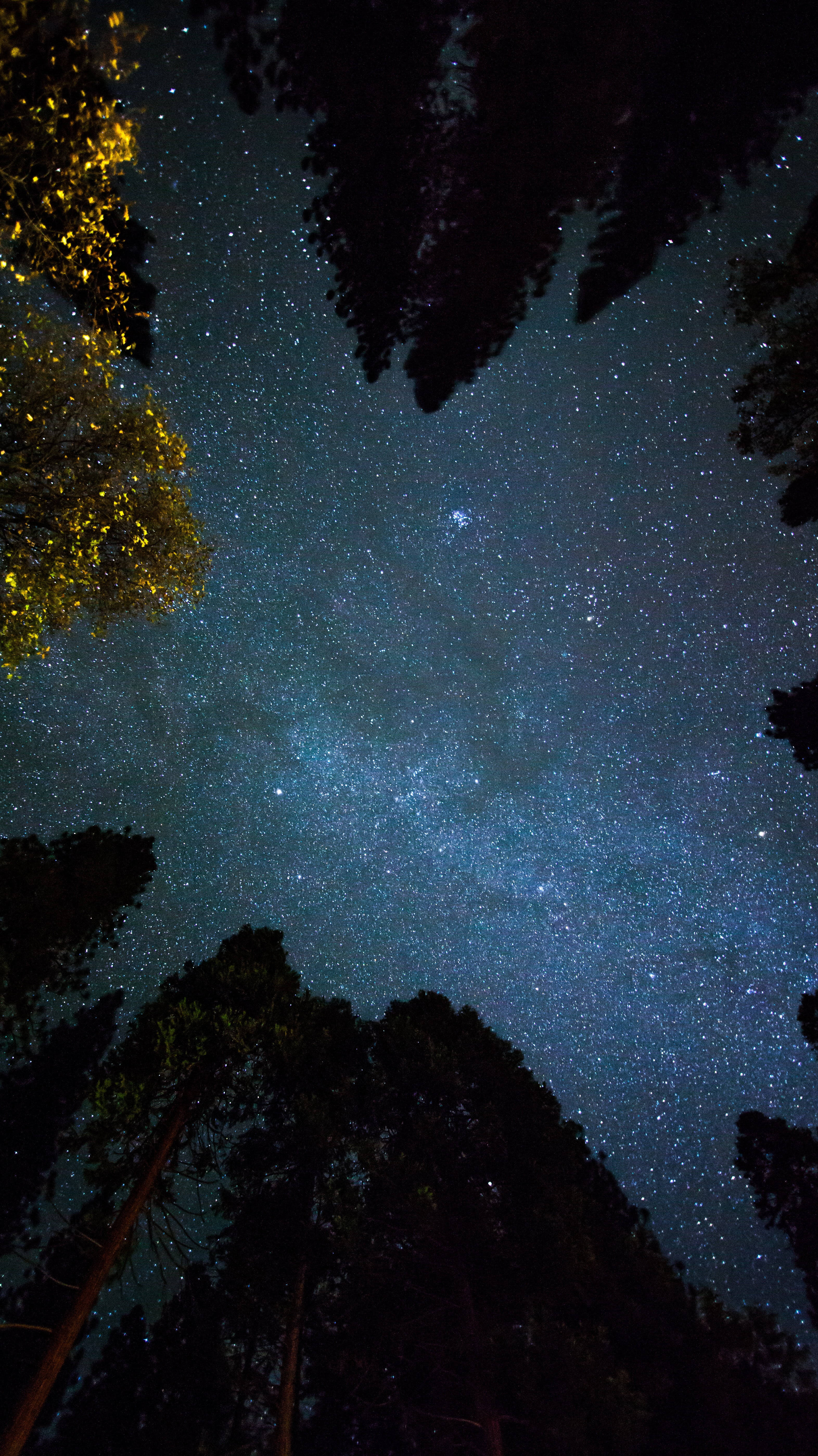 Stars 桌布 壁紙 — 令人嘆為觀止的銀河系景觀，在茂密的森林上空閃耀，樹木的剪影勾勒出星空。