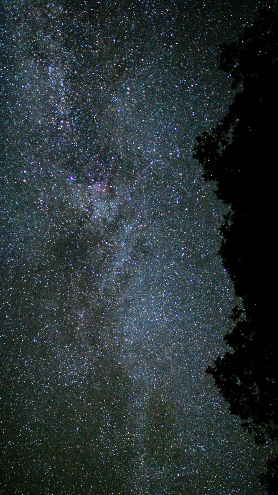 星空動畫 桌布 壁紙 — 令人嘆為觀止的銀河系景觀，無數星星在黑暗的樹影上方閃耀。