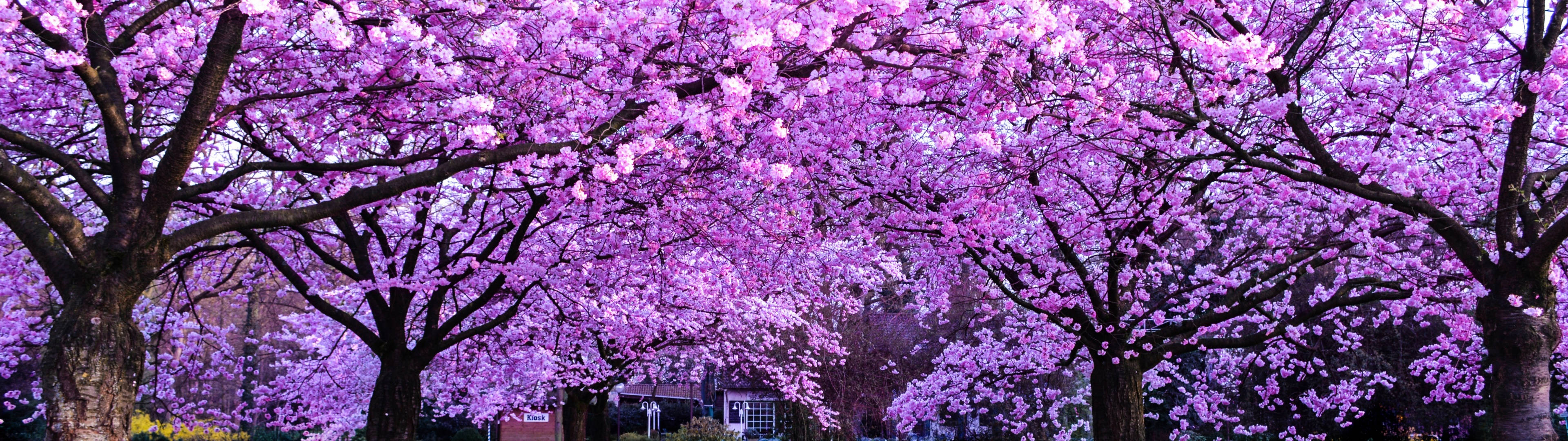 粉紅色櫻花樹在春天形成花朵樹冠。 — 美麗風景動圖 壁紙