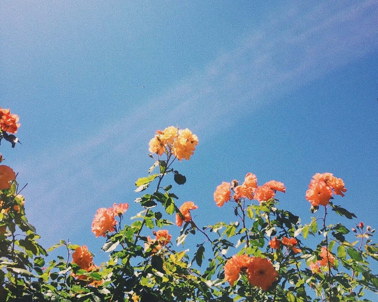 藍色美學圖片