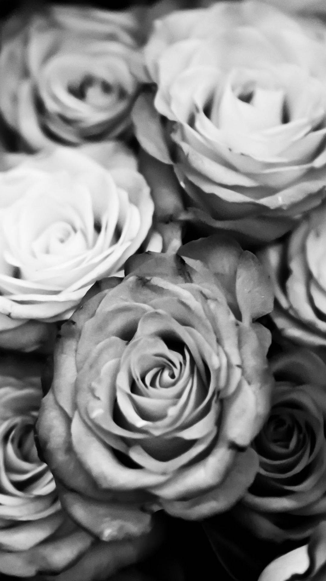 Roses 桌布 壁紙 — 以柔和漸變和細膩花瓣質感呈現的茂盛玫瑰單色特寫。