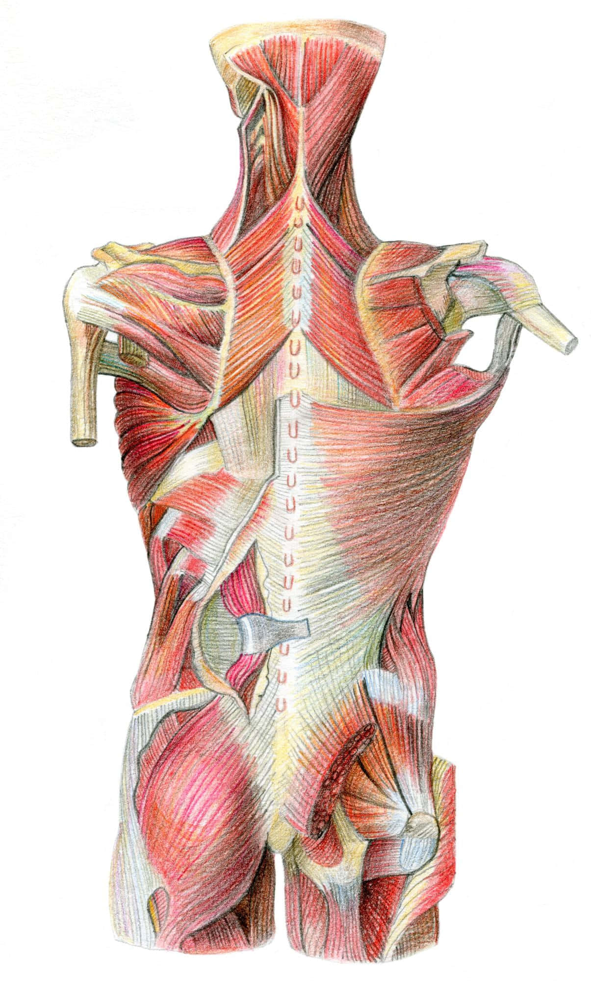 anatomy 桌布 壁紙 — 以紅色和黃色繪製的人類背部肌肉詳細解剖插圖，帶有標籤的椎骨和分層肌肉組織。