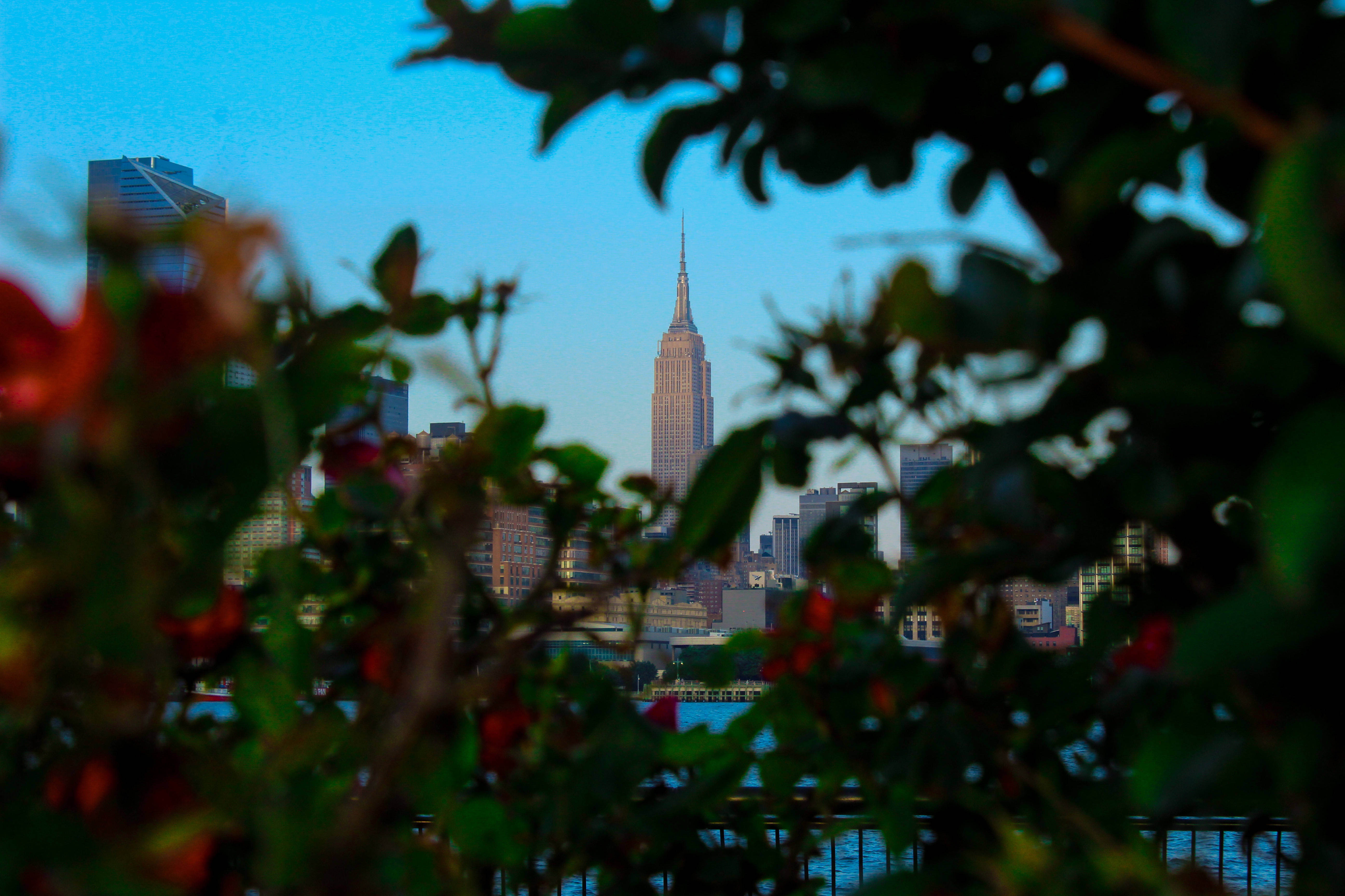 empire state 桌布 壁紙 — 以茂密綠葉和紅花框住的帝國大廈景觀，背景是清澈的藍天。