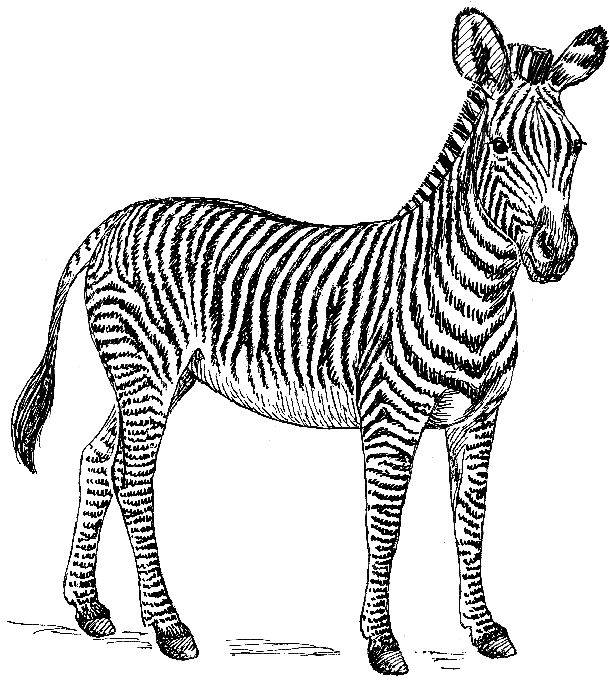 Zebra 桌布 壁紙 — 以複雜的白色線條藝術在純黑色背景上呈現的斑馬。