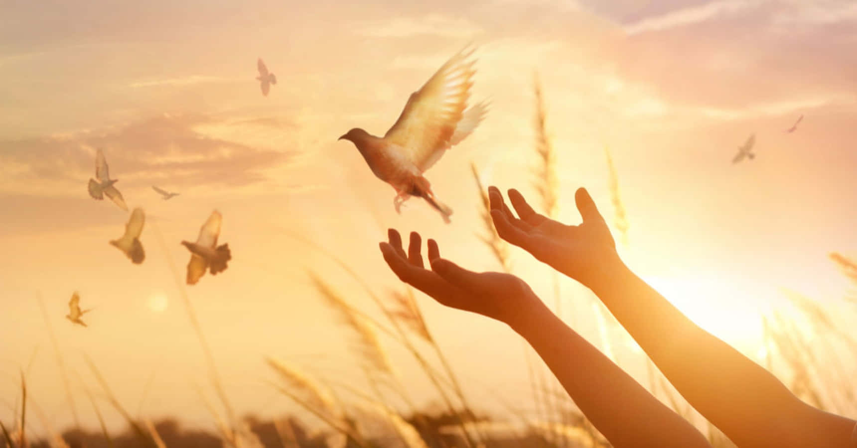 Forgiving 桌布 壁紙 — 伸出的雙手將白鴿釋放到高草上方的金色日落中。