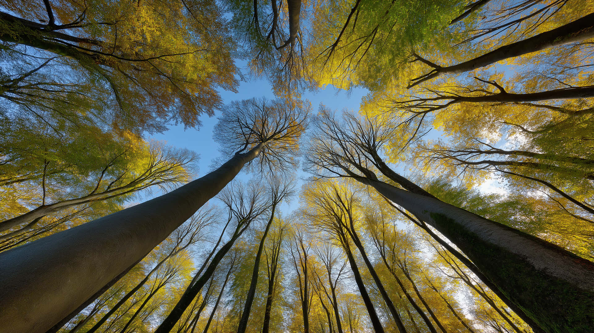 Tall Trees with Early Spring Foliage Against a Clear Sky 壁紙 — 低角度仰望，穿過高大的樹木，金黃色的秋葉映襯著清澈的藍天。