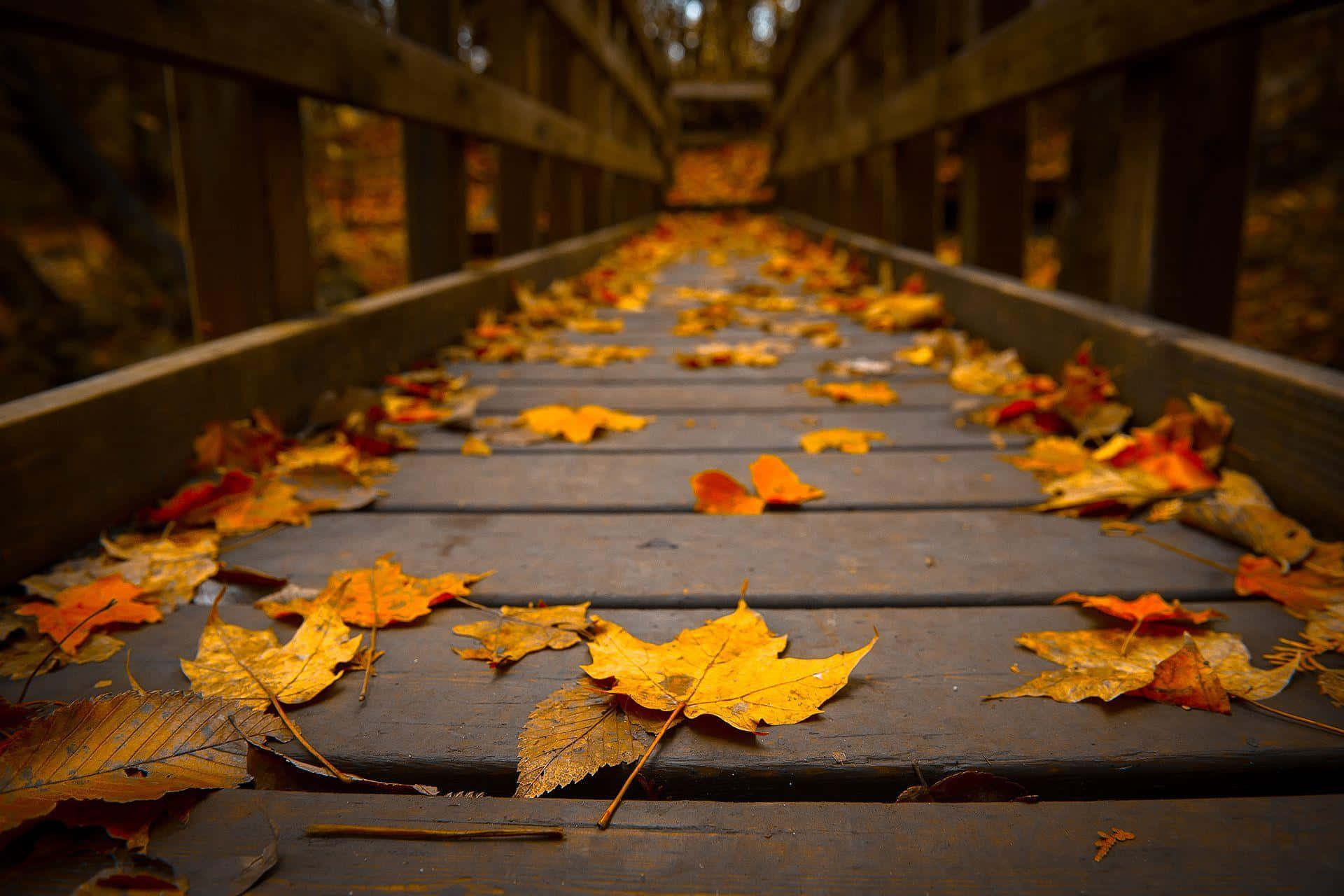 Fallen Leaves 桌布 壁紙 — 低角度俯瞰一條鋪滿鮮豔秋葉的木橋，通往森林。