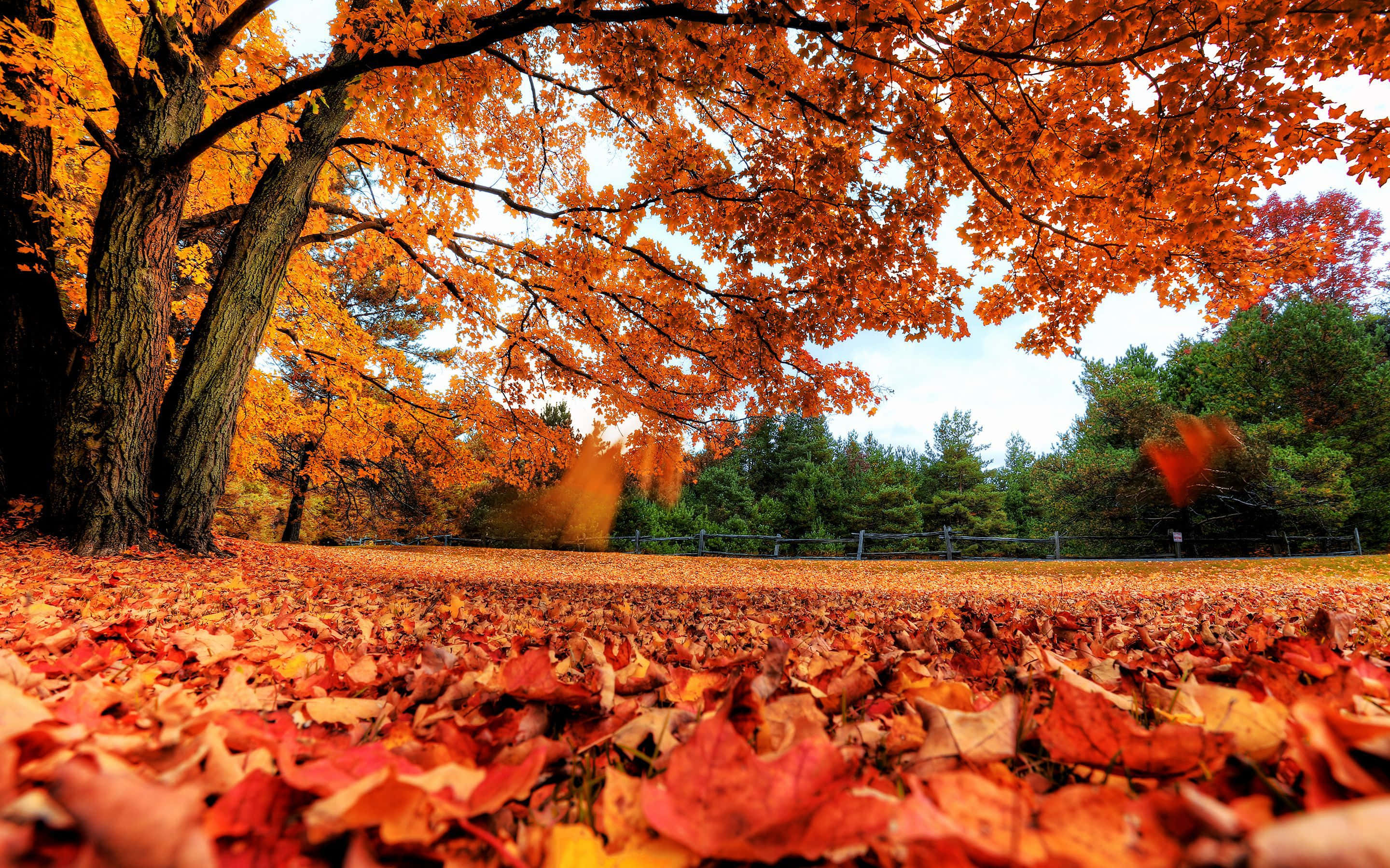 Fall Leaves 桌布 壁紙 — 低角度拍攝，森林地面鋪滿鮮豔的橙色和紅色秋葉，上方是火紅的樹冠。