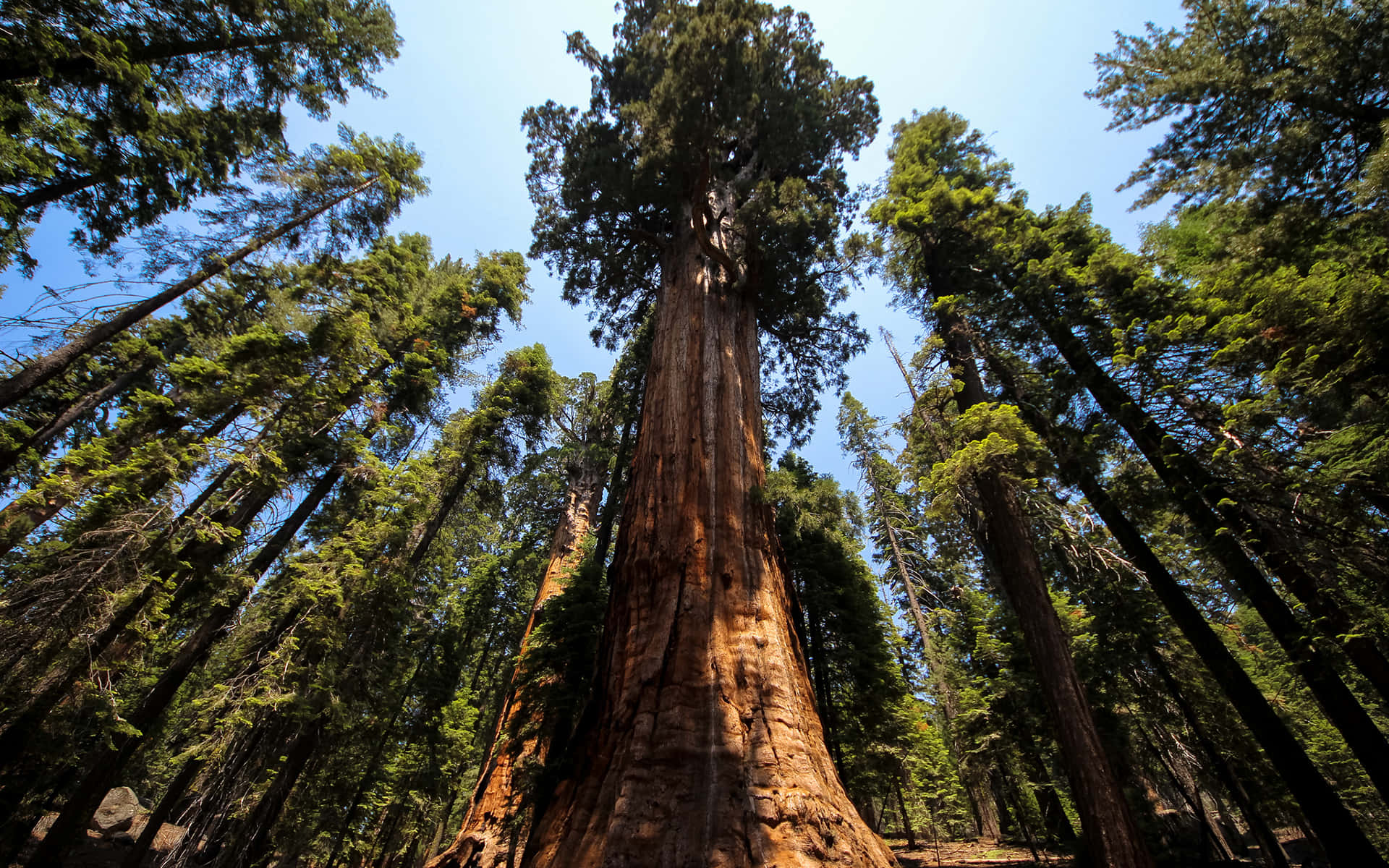 Redwood Trees 桌布 壁紙 — 低角度拍攝捕捉到一棵巨大的紅杉樹，在清澈的藍天下聳立於周圍的森林之上。