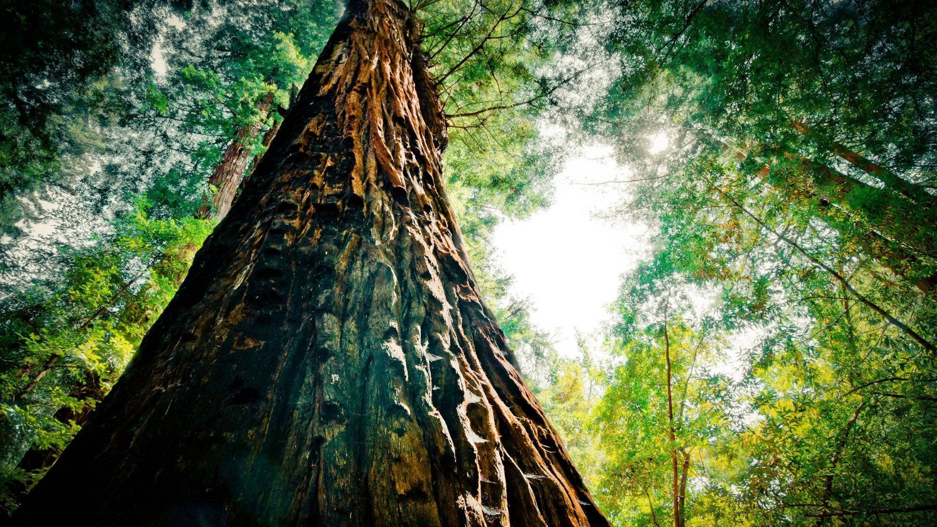 Redwood 桌布 壁紙 — 低角度拍攝捕捉到一棵巨大紅木樹高聳的樹幹，樹皮有紋理，周圍環繞著茂密的綠色樹冠和斑駁的陽光。