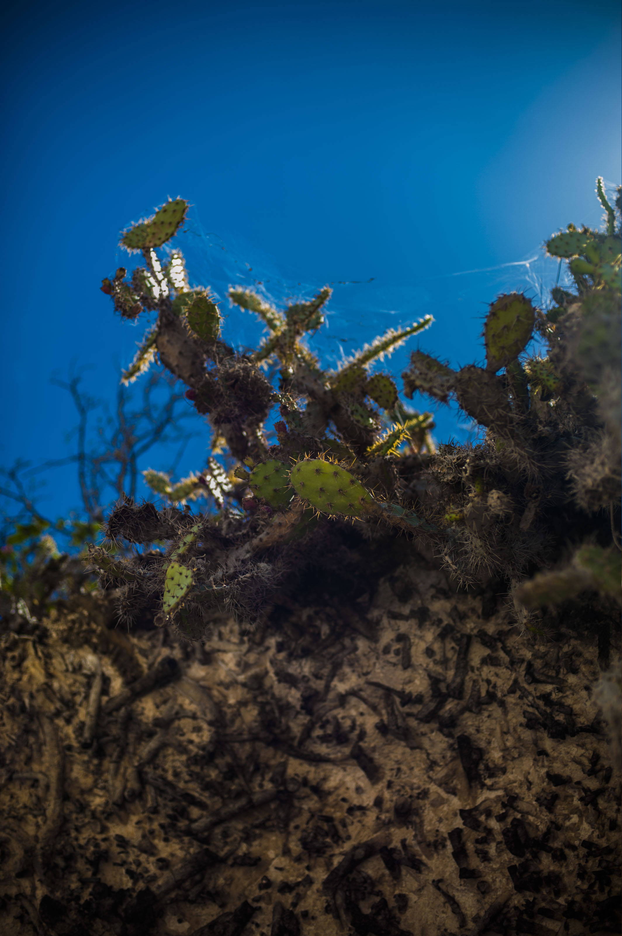 Barbados 桌布 壁紙 — 低角度拍攝的仙人掌，以鮮豔的藍天為背景，細緻的蜘蛛網捕捉陽光。