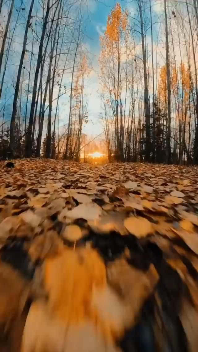 Beautiful Autumn 桌布 壁紙 — 低角度拍攝的秋日森林小徑，覆蓋著金色落葉，溫暖的夕陽透過光禿的樹木照耀。