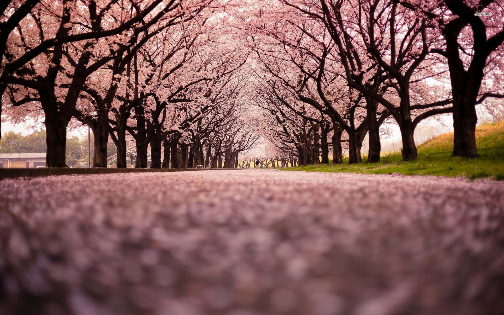 Cool Japanese Tree 桌布 壁紙 — 低角度觀看一條兩旁種滿盛開櫻花樹的小徑，粉紅色的花瓣散落在地上。