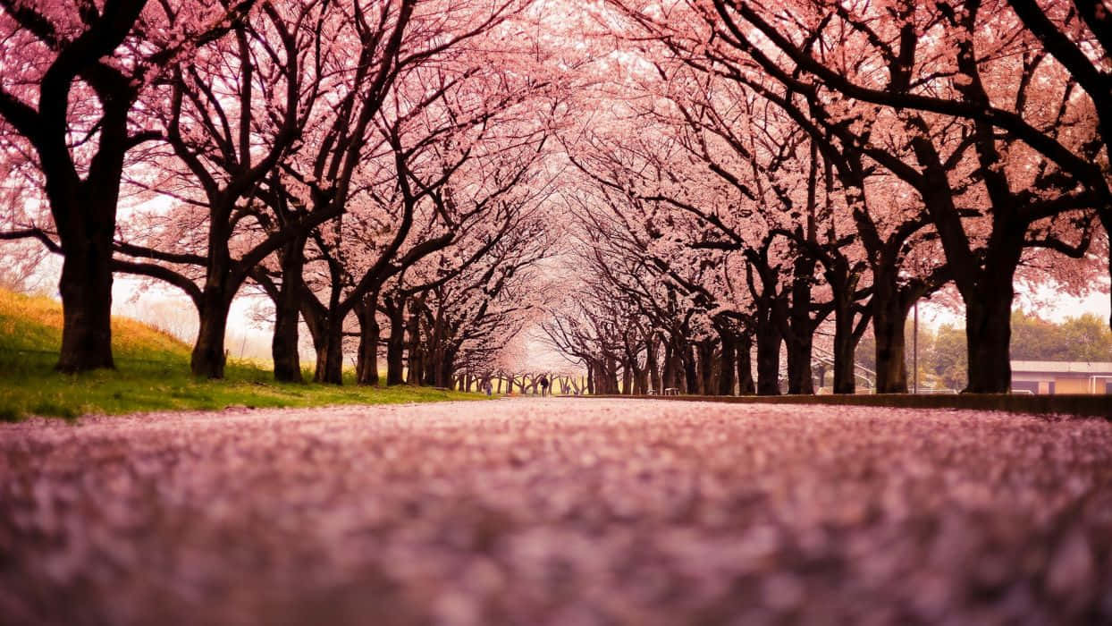 Sakura Blossom 桌布 壁紙 — 低角度觀看一條兩旁種滿盛開櫻花樹的小徑，粉紅色的花瓣散落在地上。