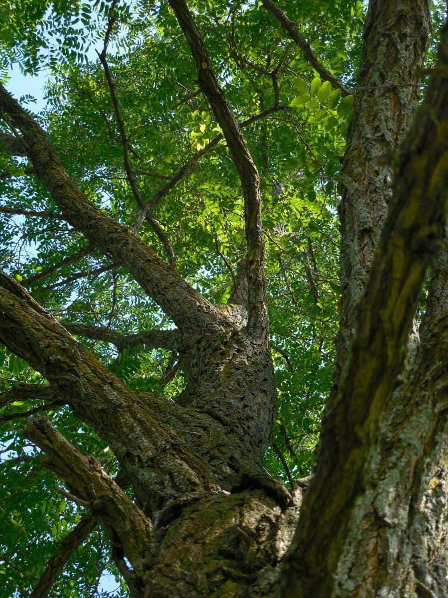 Black Locust 桌布 壁紙 — 低角度觀看一棵多節的樹幹，樹枝扭曲，綠葉鮮明，襯托著清澈的藍天。