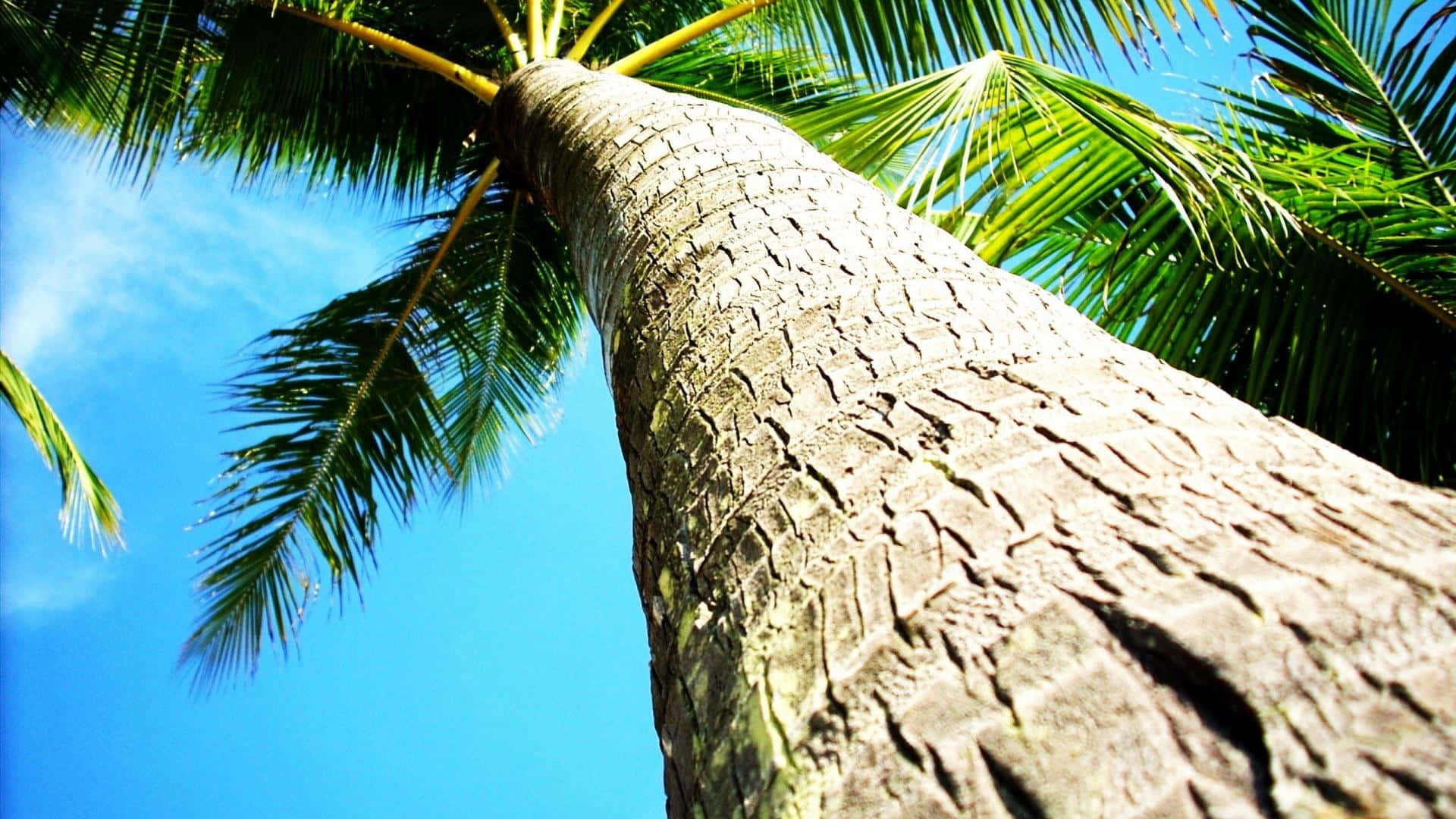 Coconut Tree 桌布 壁紙 — 低角度觀看一棵高聳的棕櫚樹，樹皮有紋理，翠綠的樹葉襯托著清澈的藍天。