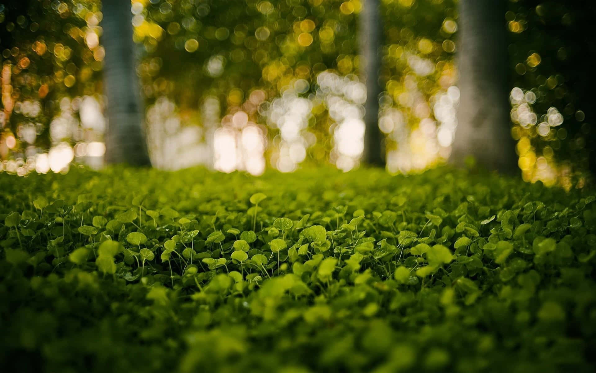 Greenery 桌布 壁紙 — 低角度觀看柔焦中充滿活力的綠色三葉草葉片，金色散景陽光穿過背景樹木過濾。