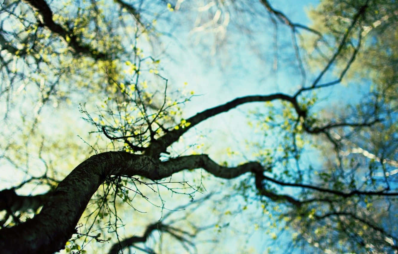 Spring Trees 桌布 壁紙 — 低角度觀看樹枝，樹枝上長滿新鮮綠葉，襯托著明亮的藍天。