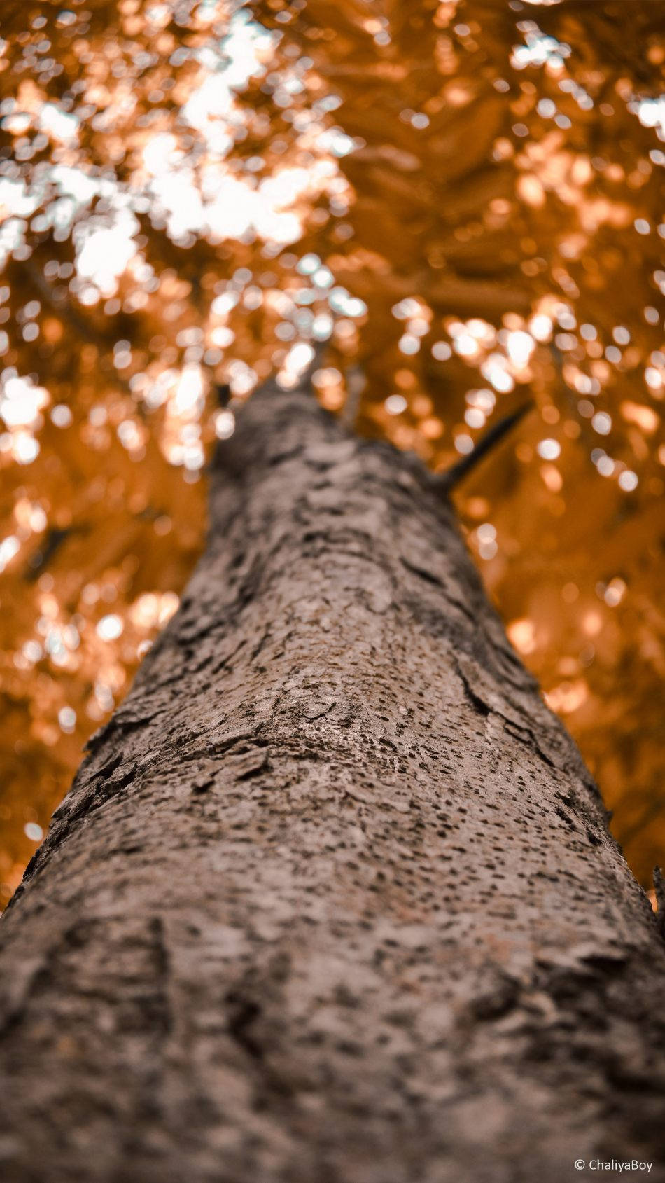 Tree 桌布 壁紙 — 低角度觀看紋理樹幹向上延伸至陽光下閃耀的金色秋葉樹冠。
