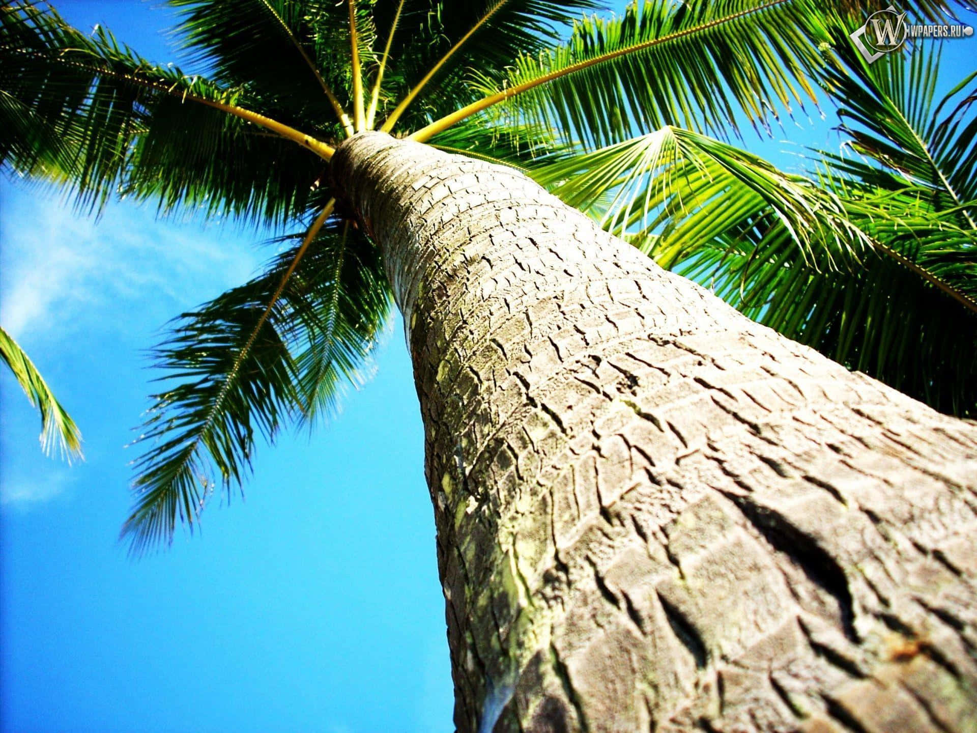 Coconut 桌布 壁紙 — 低角度觀賞一棵高聳的棕櫚樹，樹皮紋理分明，翠綠的樹葉在清澈的藍天下顯得生機勃勃。
