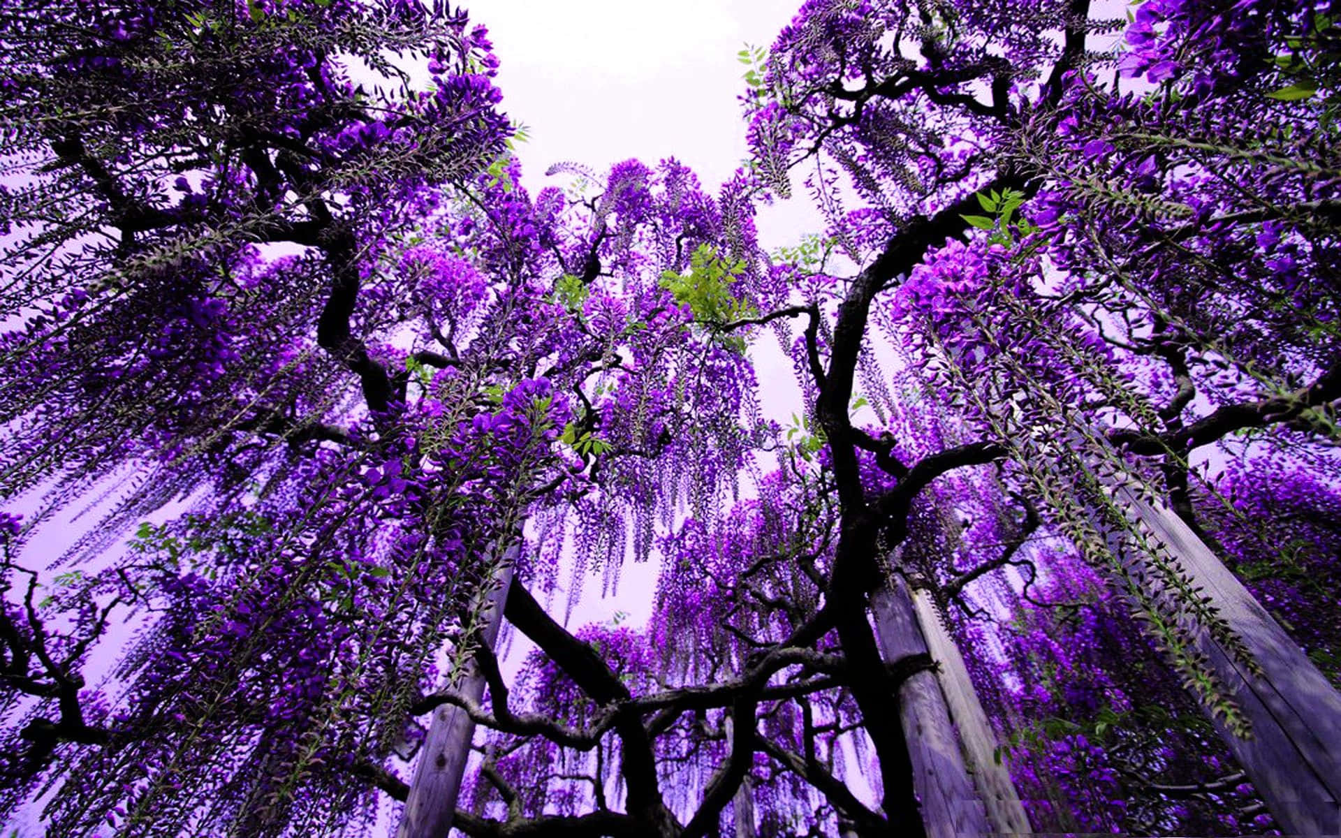 Lilac Tree 桌布 壁紙 — 低角度觀賞紫藤花冠，鮮豔的紫色花朵在柔和的天空襯托下，從深色樹枝上傾瀉而下。