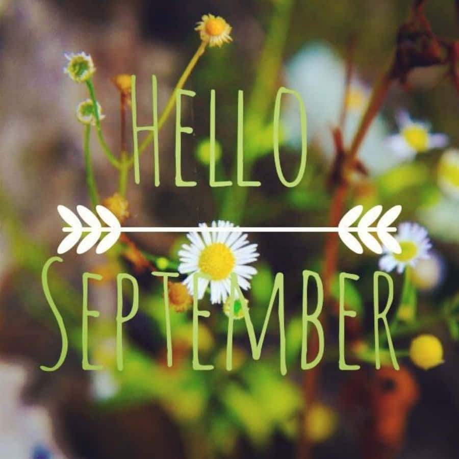 September 桌布 壁紙 — 你好九月綠色手寫文字疊加在雛菊和模糊的樹葉上，帶有柔和散景背景。