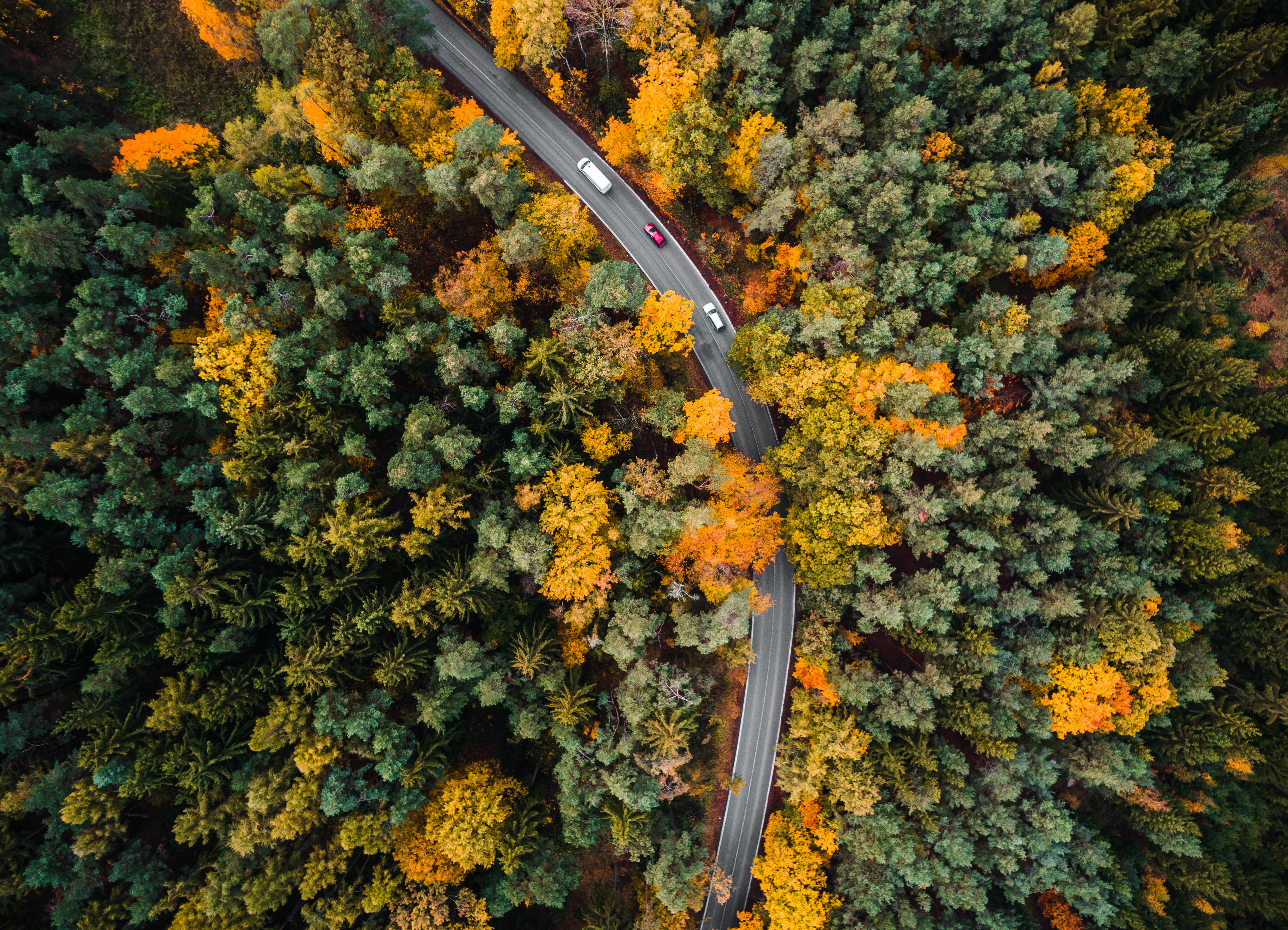 Best Autumn 桌布 壁紙 — 俯瞰一條蜿蜒的道路穿過一片秋色如火如荼的茂密森林。