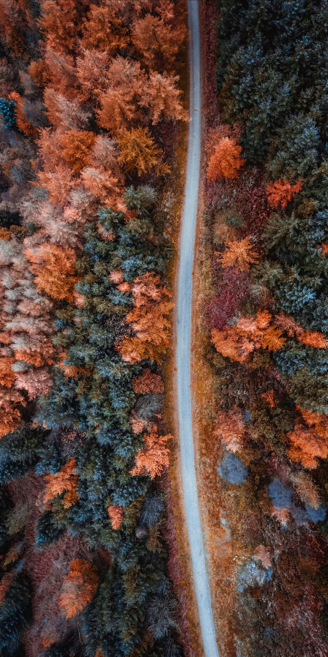 Pixel 3 Autumn 桌布 壁紙 — 俯瞰一條蜿蜒的道路穿過充滿活力的秋日森林，樹木呈現橙色和綠色。
