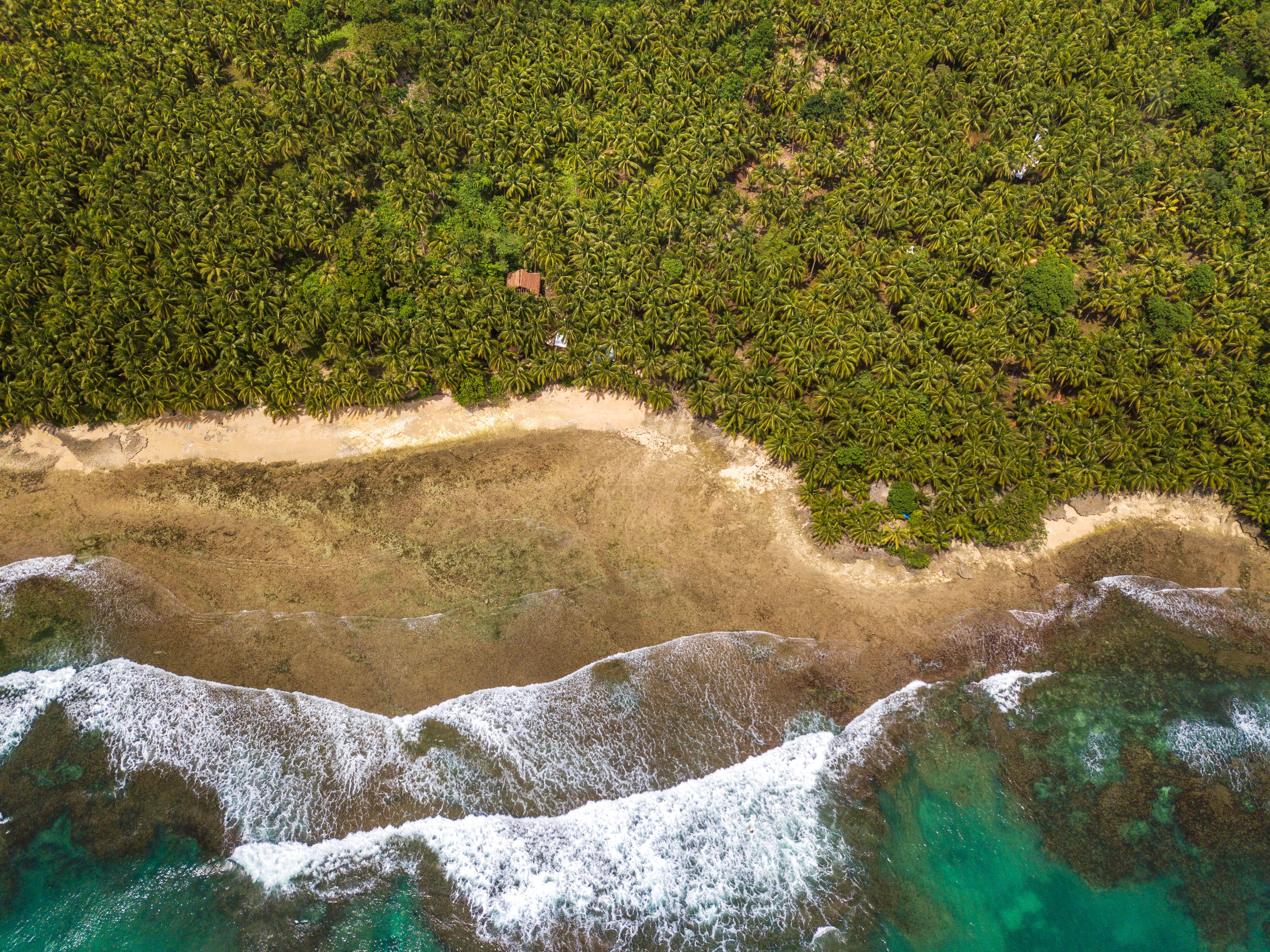 Siargao 桌布 壁紙 — 俯瞰圖：碧綠海浪拍打沙灘，沙灘邊緣是茂密的綠色棕櫚林。