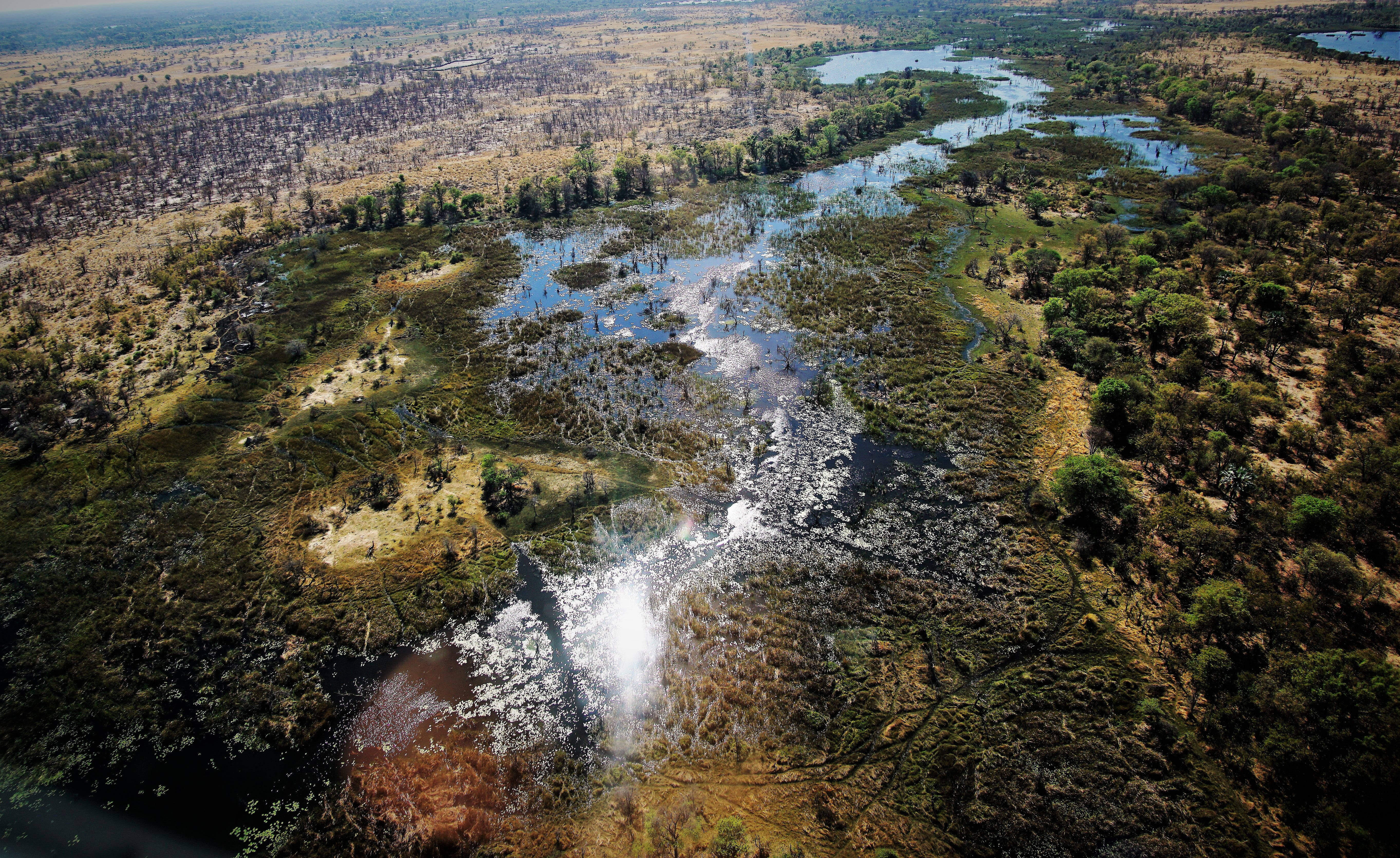 Botswana 桌布 壁紙 — 俯瞰廣闊濕地，蜿蜒水道穿過茂密綠色和棕色植被，反射陽光。