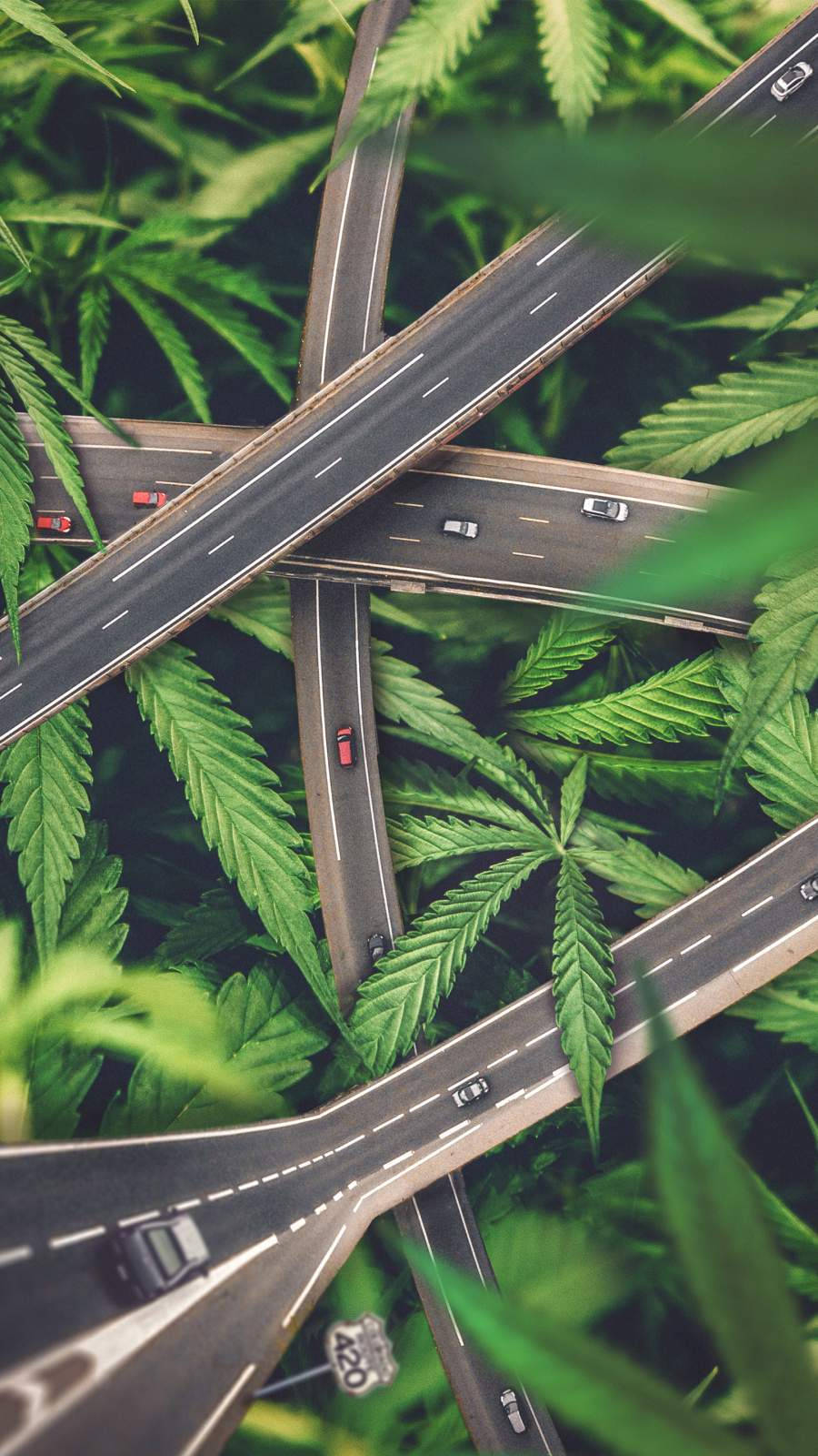 手機 桌布 壁紙 — 俯瞰微型高速公路，汽車穿梭於茂密的綠色大麻葉之間。