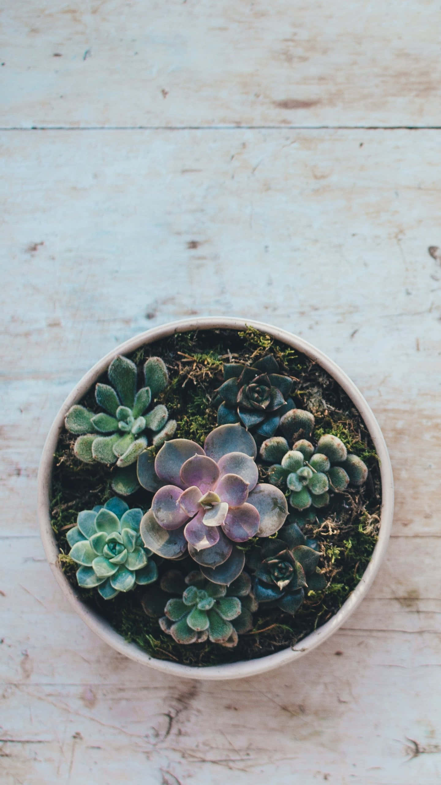 succulent 桌布 壁紙 — 俯瞰視角下，一個陶瓷花盆裡裝著各種多肉植物，放在風化的淺色木頭上。