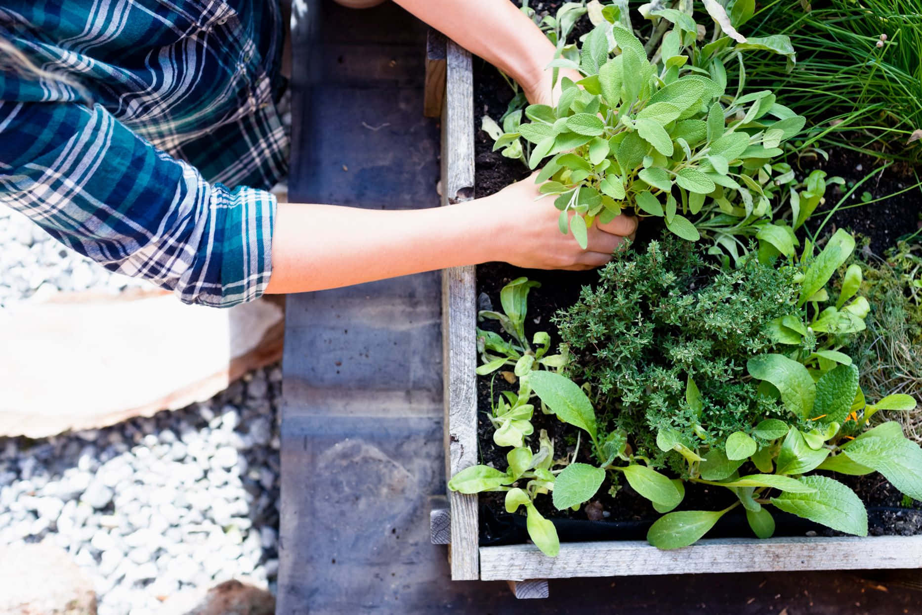 Herb Garden 桌布 壁紙 — 俯視一雙手在一個被碎石包圍的木製高架花園床中種植新鮮綠色香草。