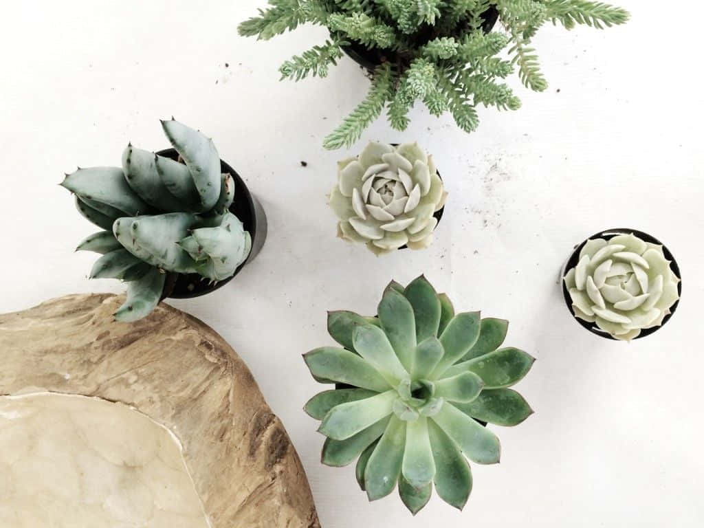 白色美學動圖 桌布 壁紙 — 俯視圖，各種多肉植物和蕨類植物排列在白色表面上，旁邊有一塊木板。