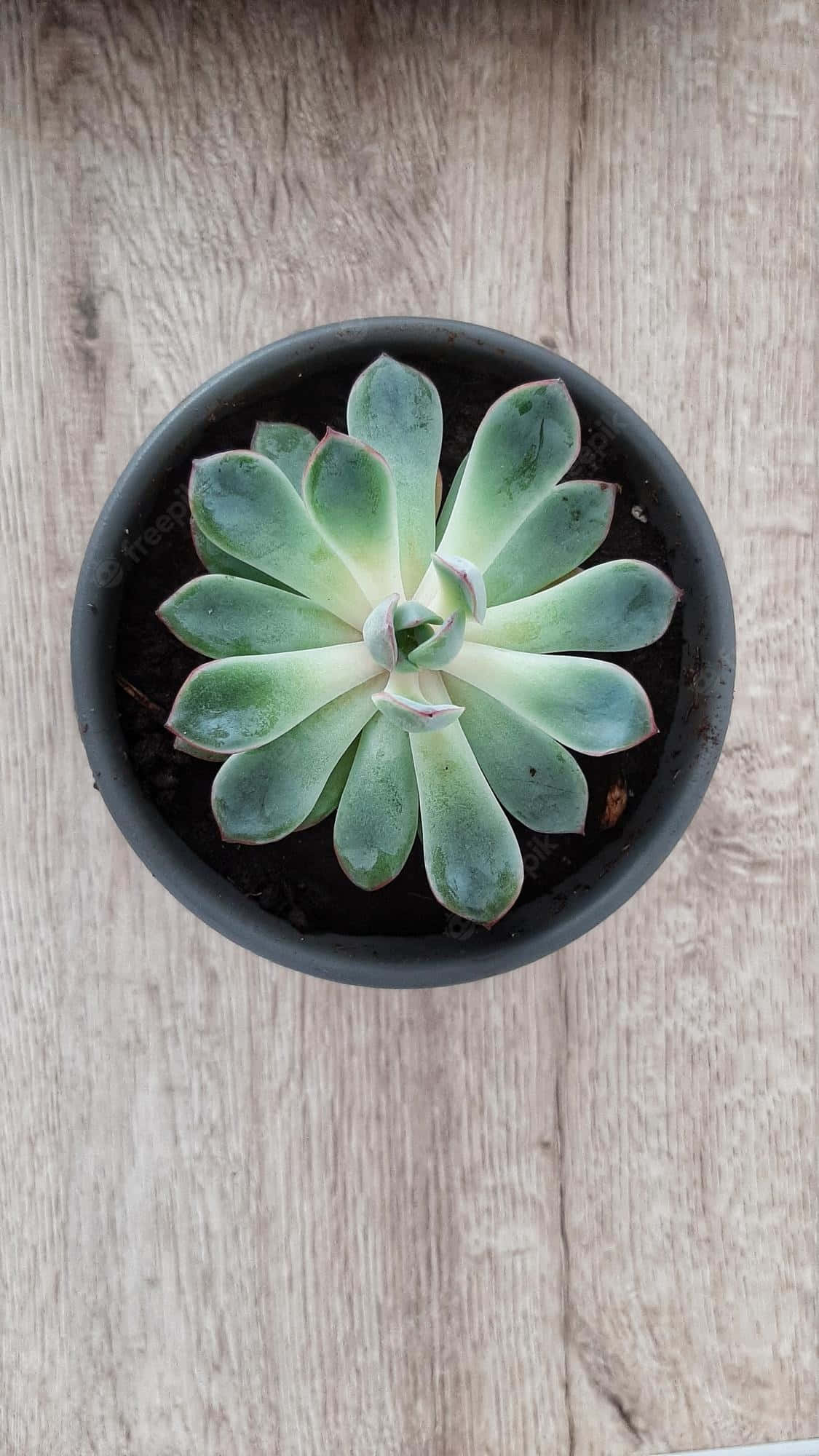 Plant 桌布 壁紙 — 俯視角度拍攝，一個深色花盆中的蓮座狀多肉植物，放置在淺色木紋表面上。
