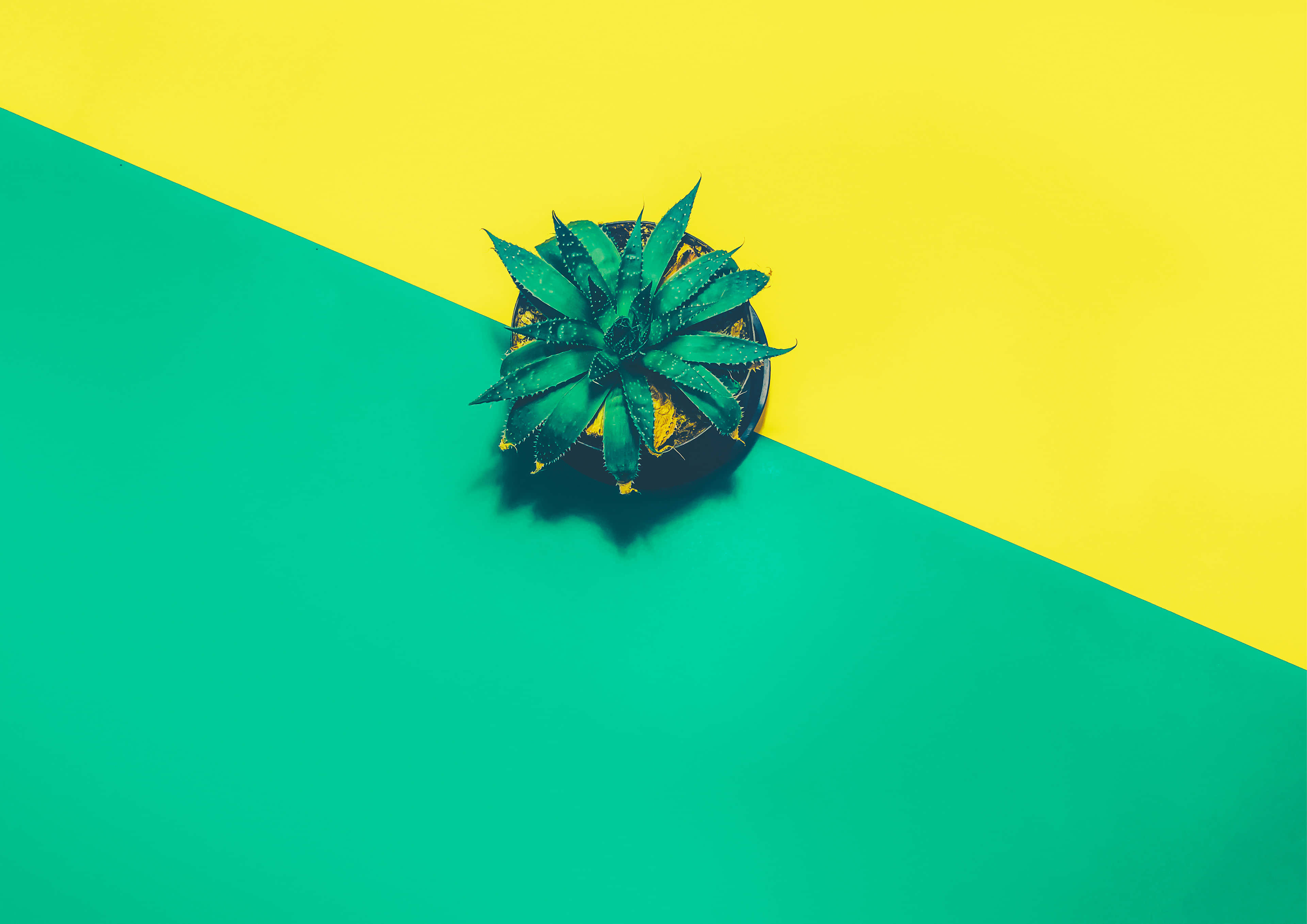 Pineapple Desktop 桌布 壁紙 — 俯視角度拍攝，一盆黑色花盆中的多刺綠色多肉植物，置於青綠色與黃色大膽對角分割的背景中央。