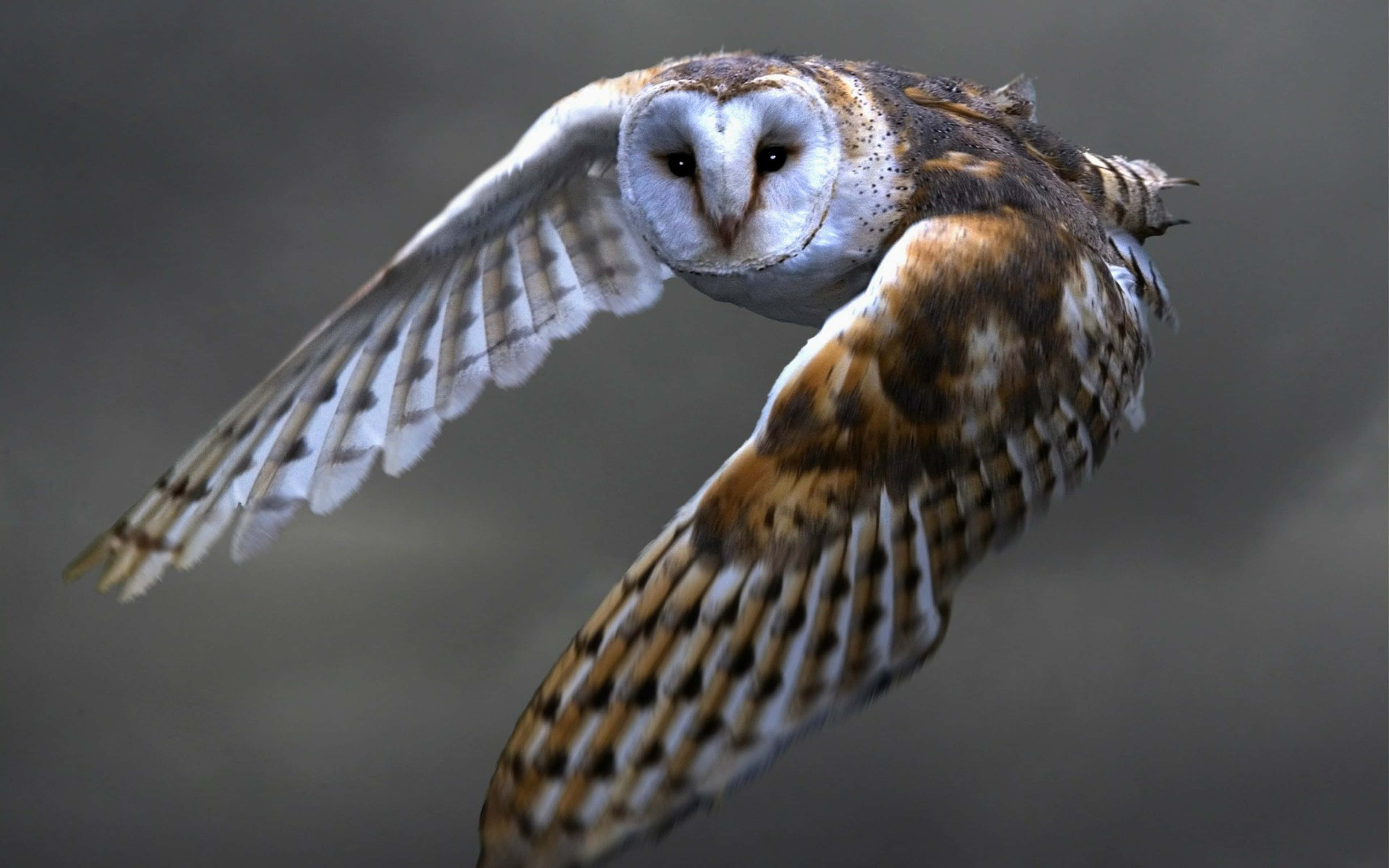 barn owl 桌布 壁紙 — 倉鴞在柔和的灰色背景下優雅地翱翔，翅膀展開。