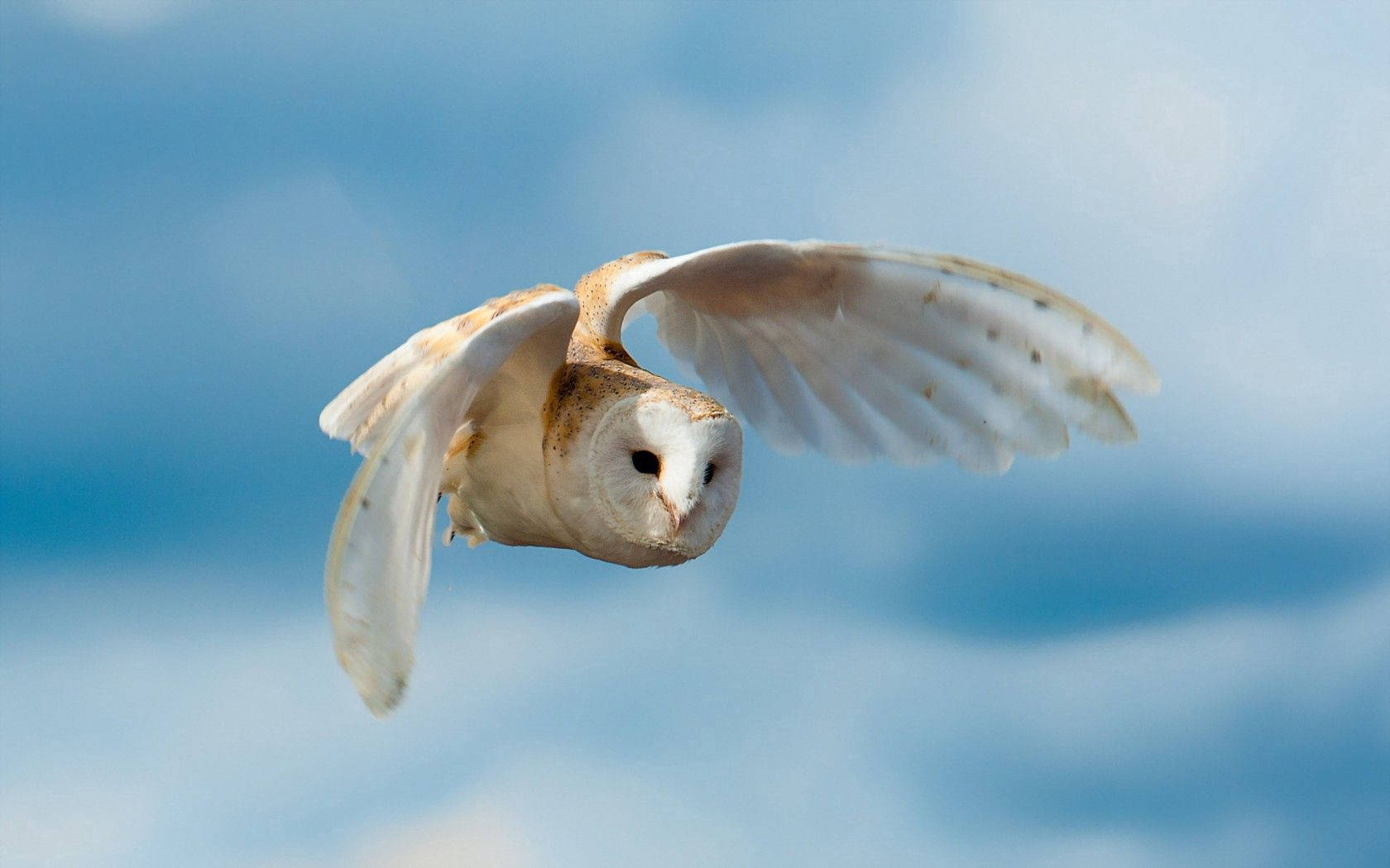 birds 桌布 壁紙 — 倉鴞在柔和的藍天中優雅地翱翔，翅膀完全展開，羽毛細節展現動感。