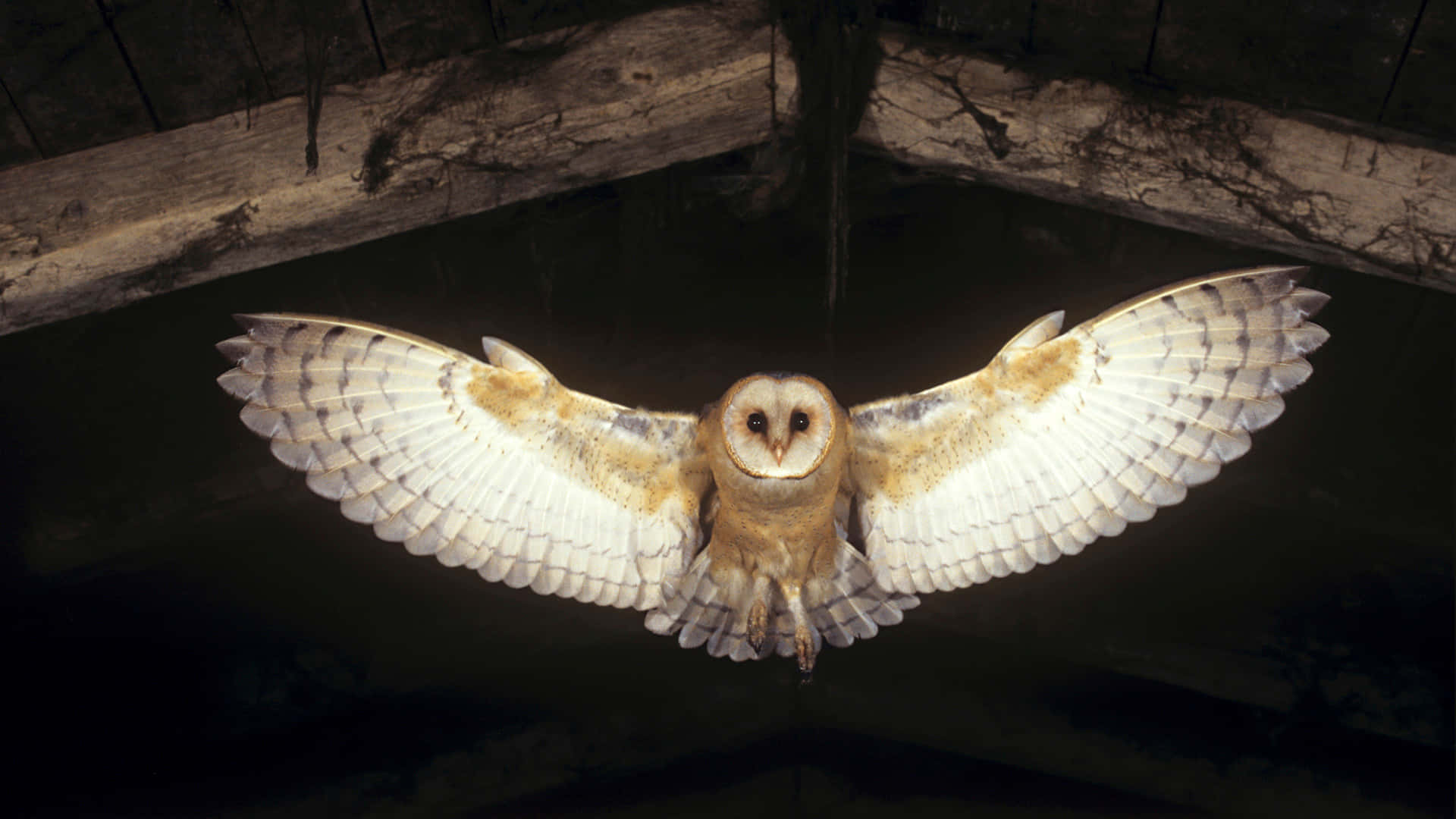 barn owl 桌布 壁紙 — 倉鴞展翅翱翔，在經風化的木結構下方，飛越黑暗的水面。