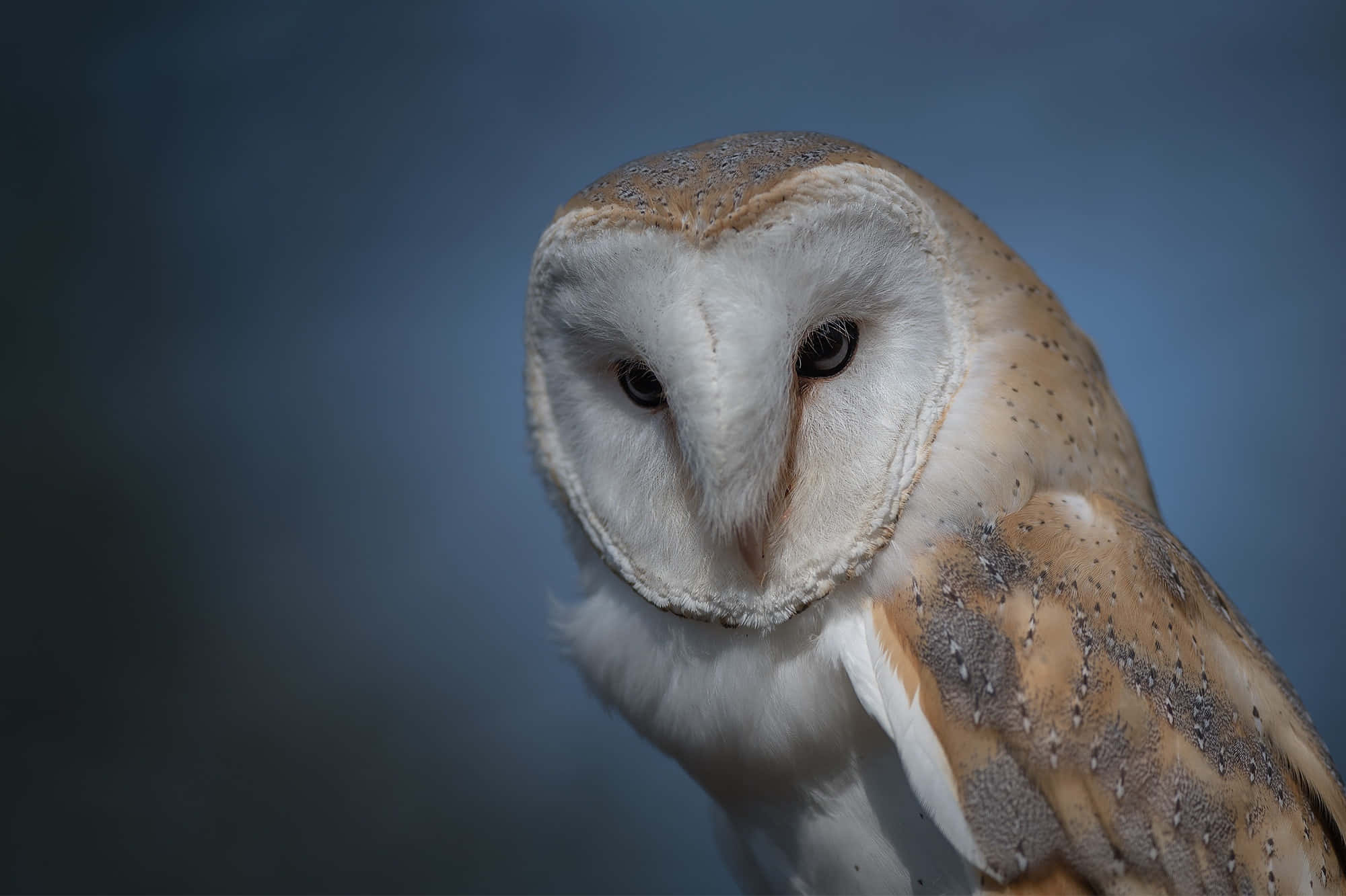 barn owl 桌布 壁紙 — 倉鴞特寫，白色心形臉龐，帶斑點的黃褐色羽毛，襯以柔和藍色背景。