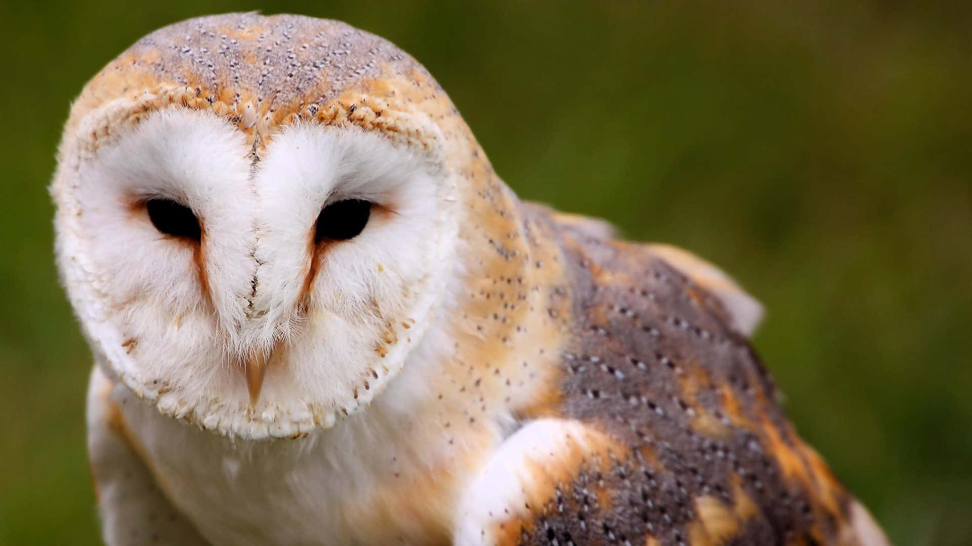 barn owl 桌布 壁紙 — 倉鴞特寫，白色心形臉龐，棕色斑點羽毛，柔和綠色背景。