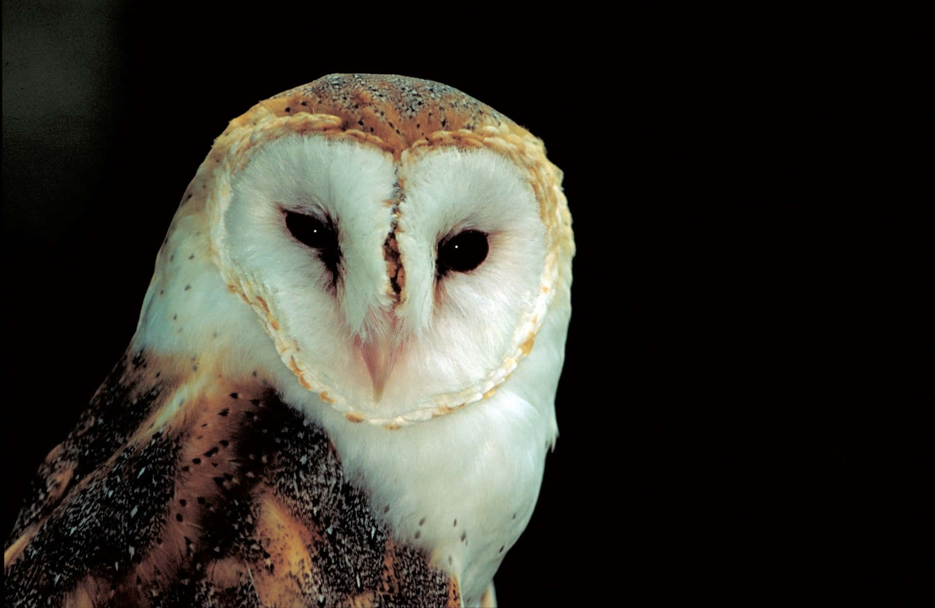 barn owl 桌布 壁紙 — 倉鴞的特寫，心形白色臉龐，棕色斑點羽毛，黑色背景。