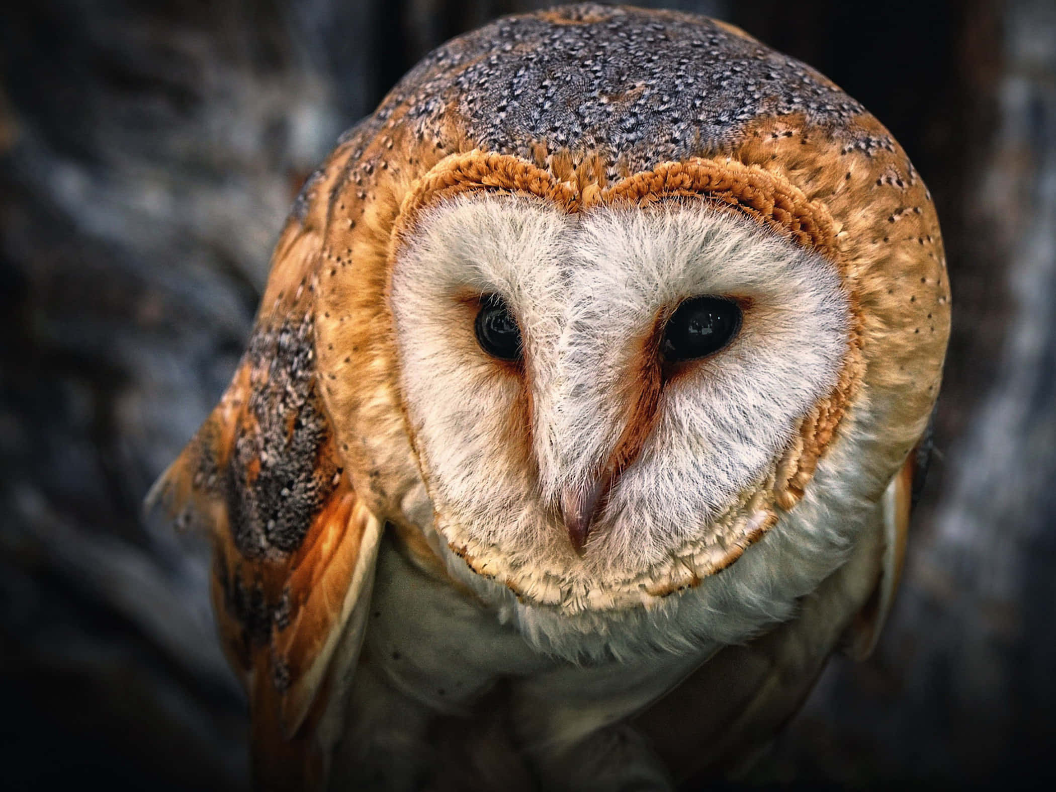 barn owl 桌布 壁紙 — 倉鴞的特寫，心形白色臉龐和深色眼睛直視鏡頭，背景模糊黑暗。