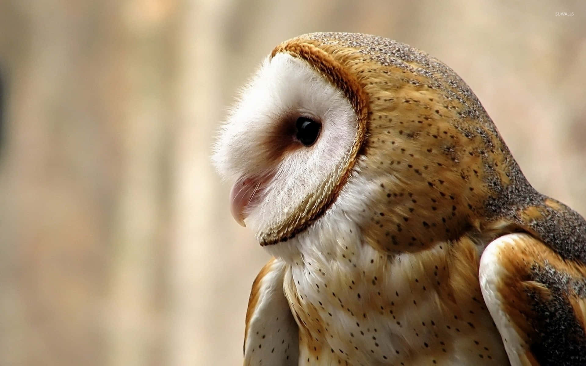 barn owl 桌布 壁紙 — 倉鴞的特寫，擁有柔軟的白色和棕色斑點羽毛，在模糊的自然背景下平靜地凝視。