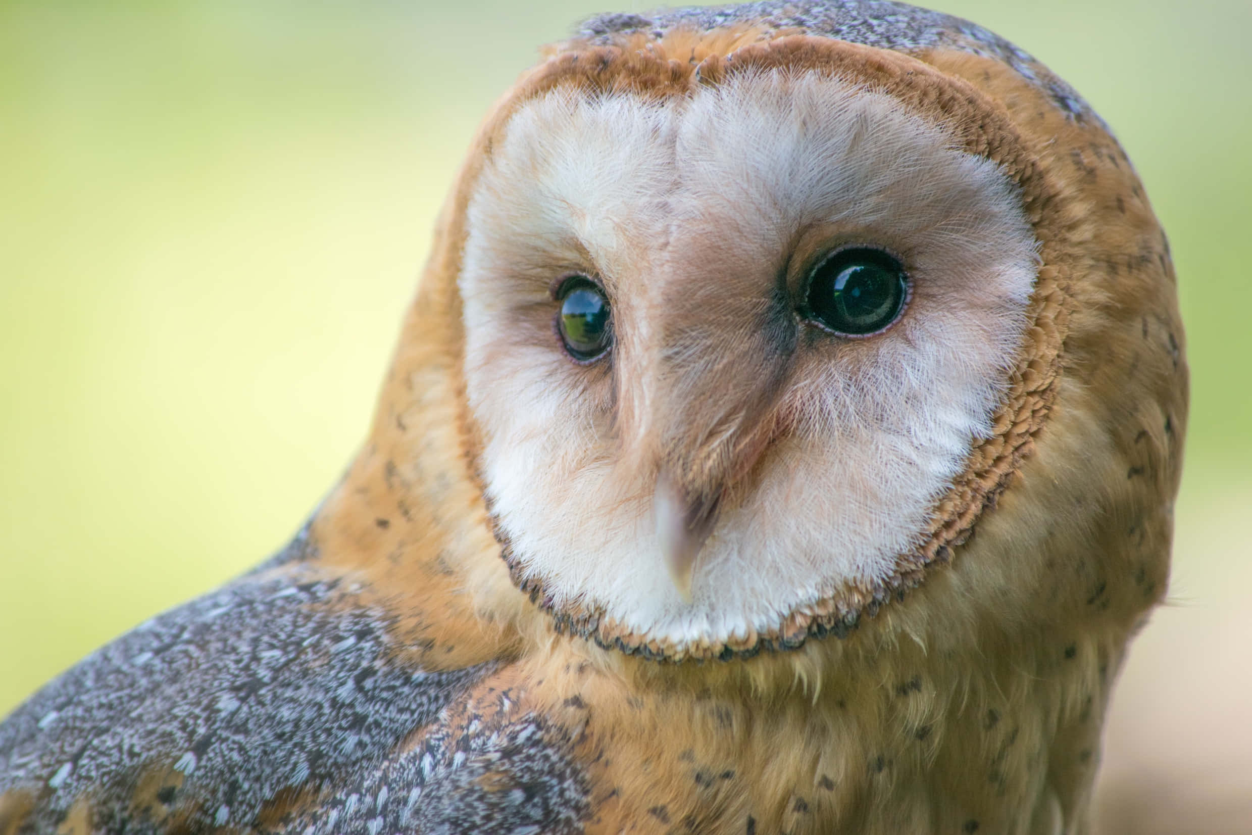 barn owl 桌布 壁紙 — 倉鴞的特寫，擁有銳利的深色眼睛和柔軟的棕白色斑點羽毛，背景為模糊的綠色。