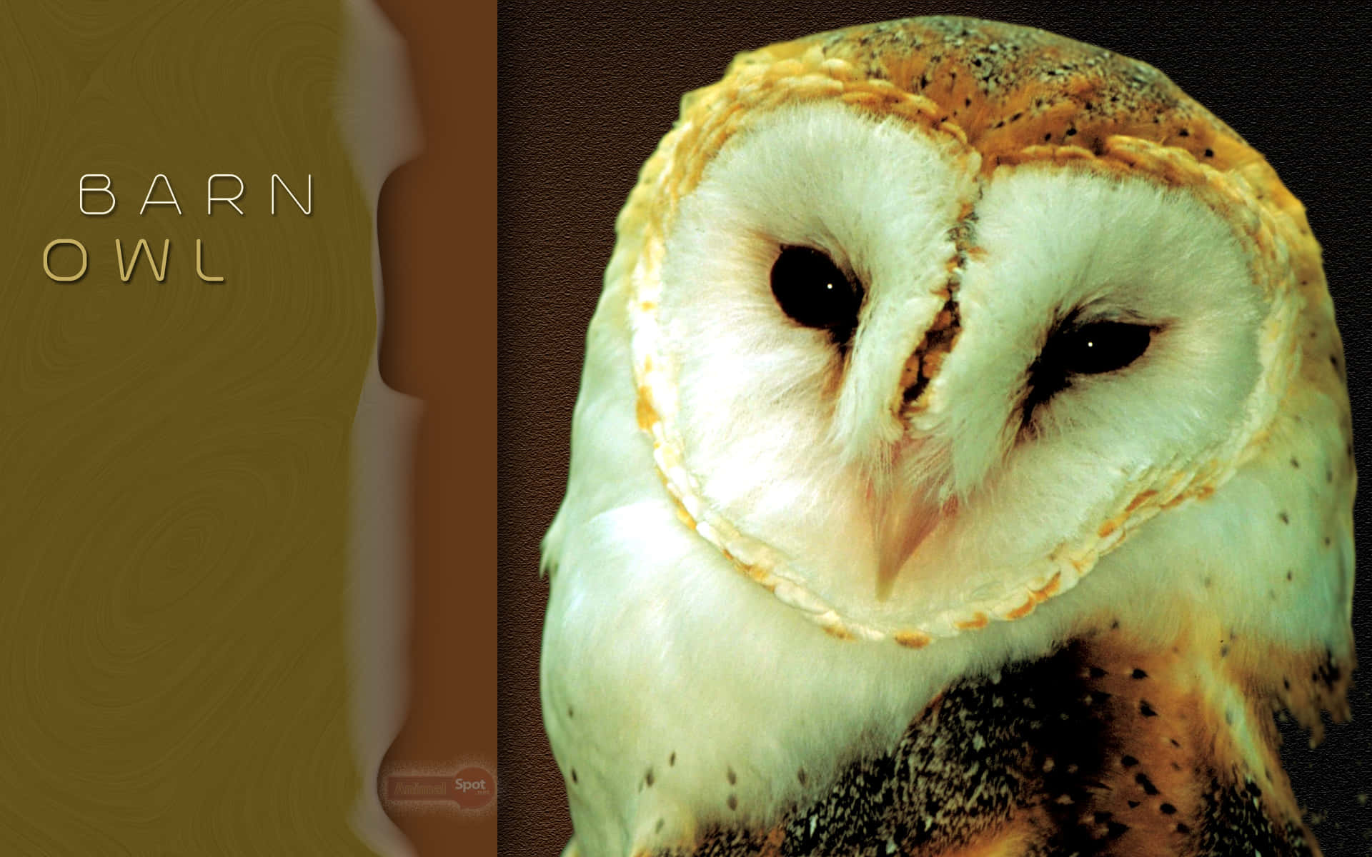 barn owl 桌布 壁紙 — 倉鴞的特寫，有心形白色臉和金色棕色斑點羽毛，背景是有紋理的棕色。