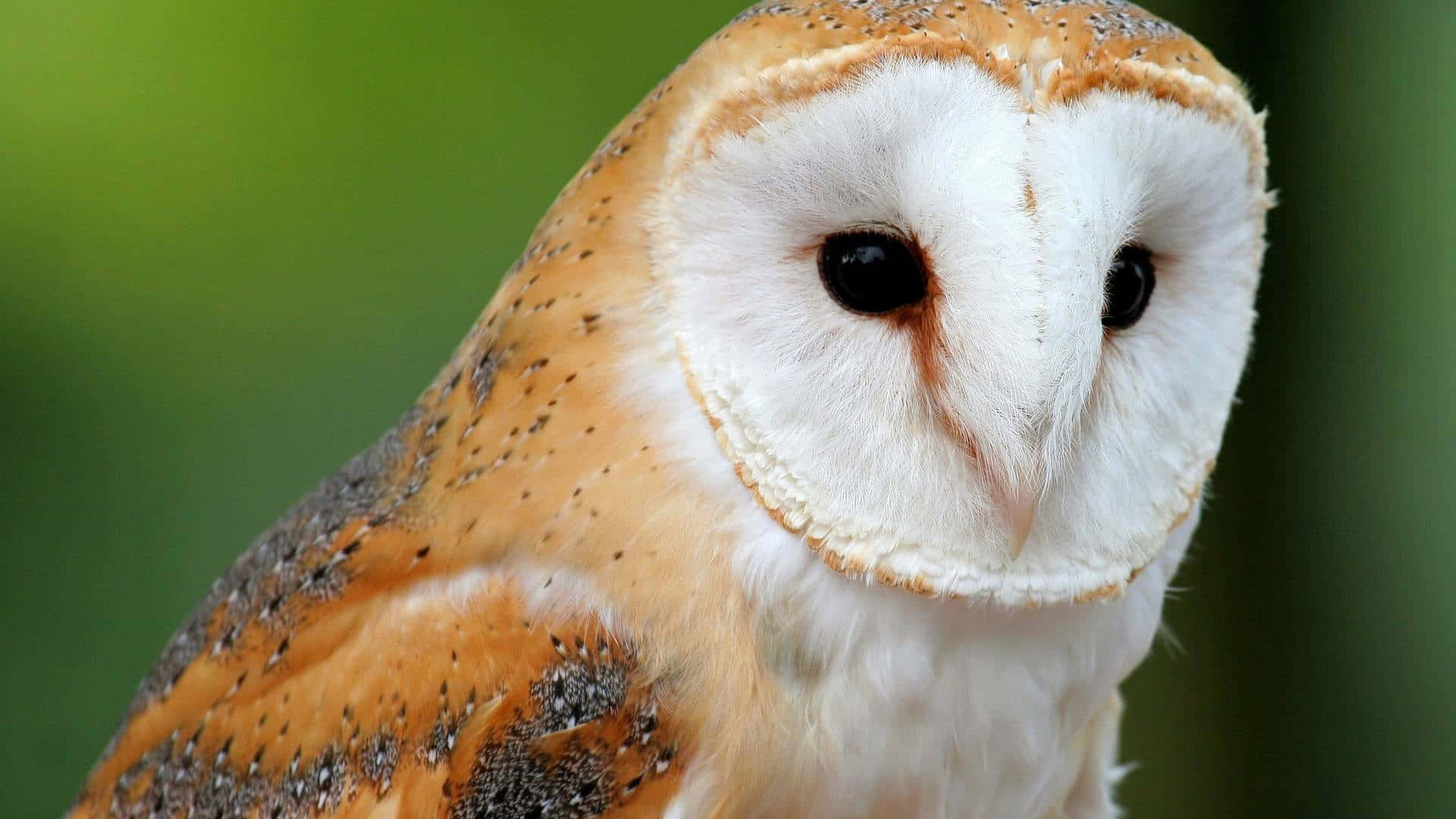 barn owl 桌布 壁紙 — 倉鴞的特寫，白色心形臉龐和斑駁的棕色羽毛，襯托著柔和的綠色背景。