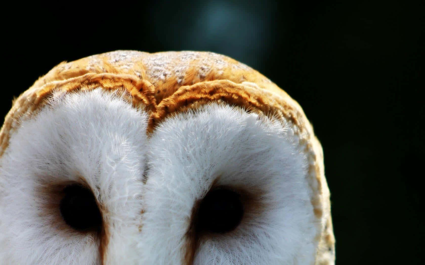 barn owl 桌布 壁紙 — 倉鴞臉部特寫，白色羽毛和深色眼睛，背景為深色。