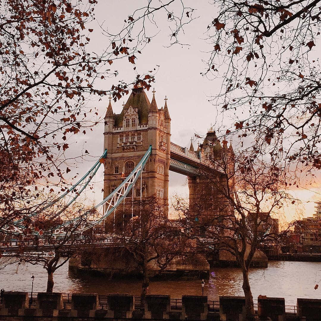 英格蘭 桌布 壁紙 — 倫敦塔橋在金色夕陽下，被秋樹環繞，雄偉地矗立在泰晤士河上。