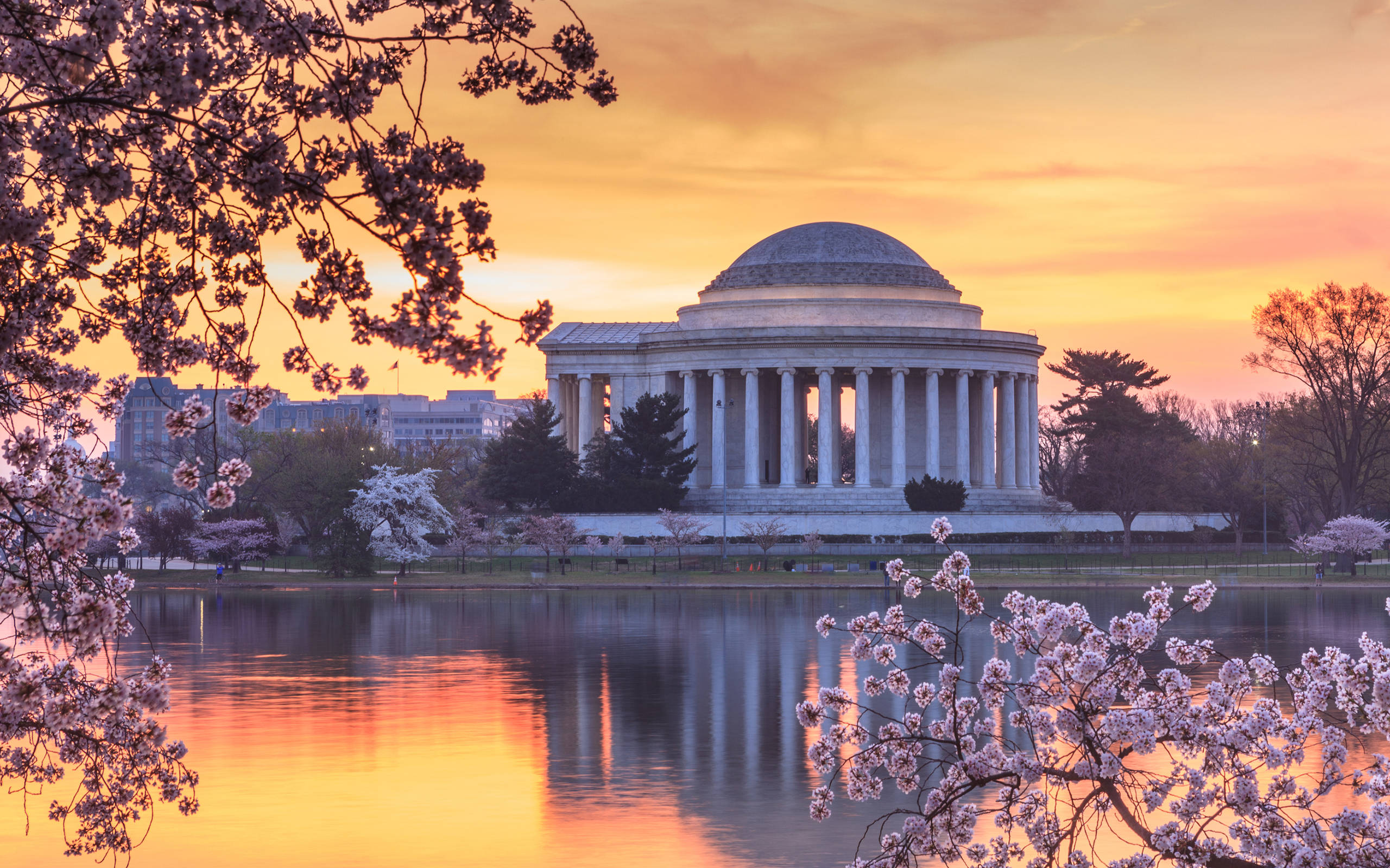Washington 桌布 壁紙 — 傑佛遜紀念堂沐浴在金色夕陽中，櫻花框住場景，倒映在平靜的水面上。